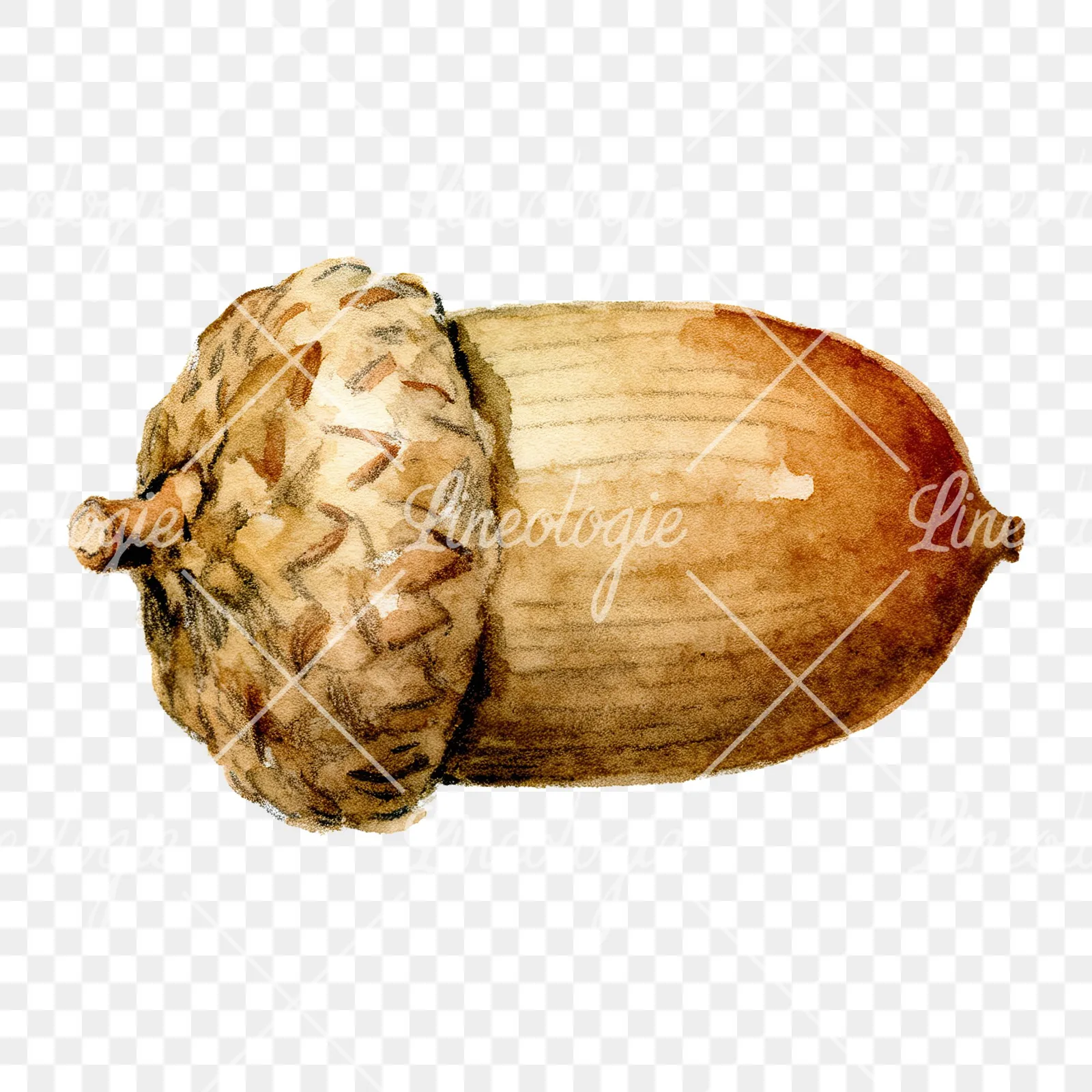 Watercolor textured acorn clipart 3 of 8 on a transparent background (PNG)