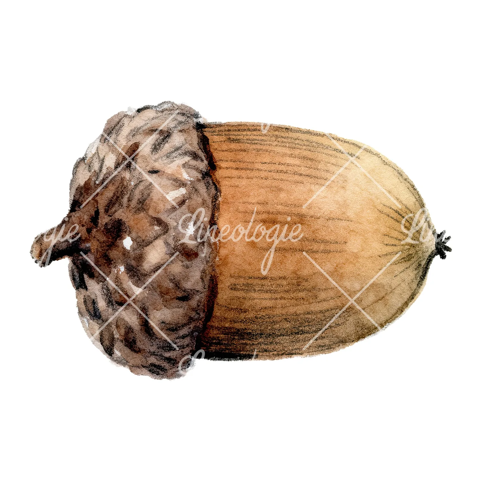 Watercolor textured acorn clipart 4 of 8 on a white background (JPG)