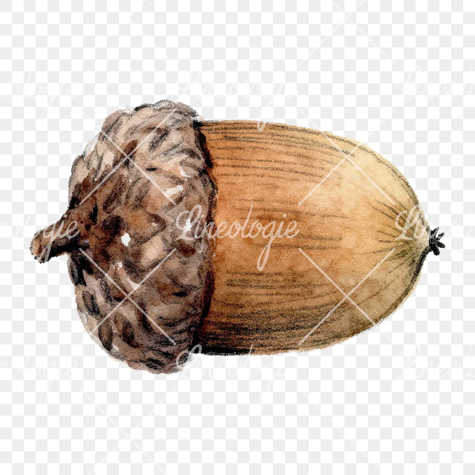 Watercolor textured acorn clipart 4 of 8 on a transparent background (PNG)
