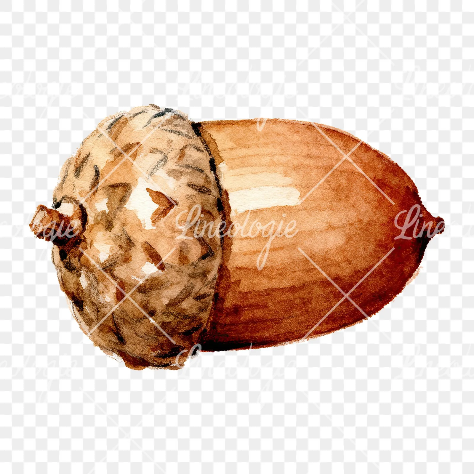 Watercolor textured acorn clipart 5 of 8 on a transparent background (PNG)
