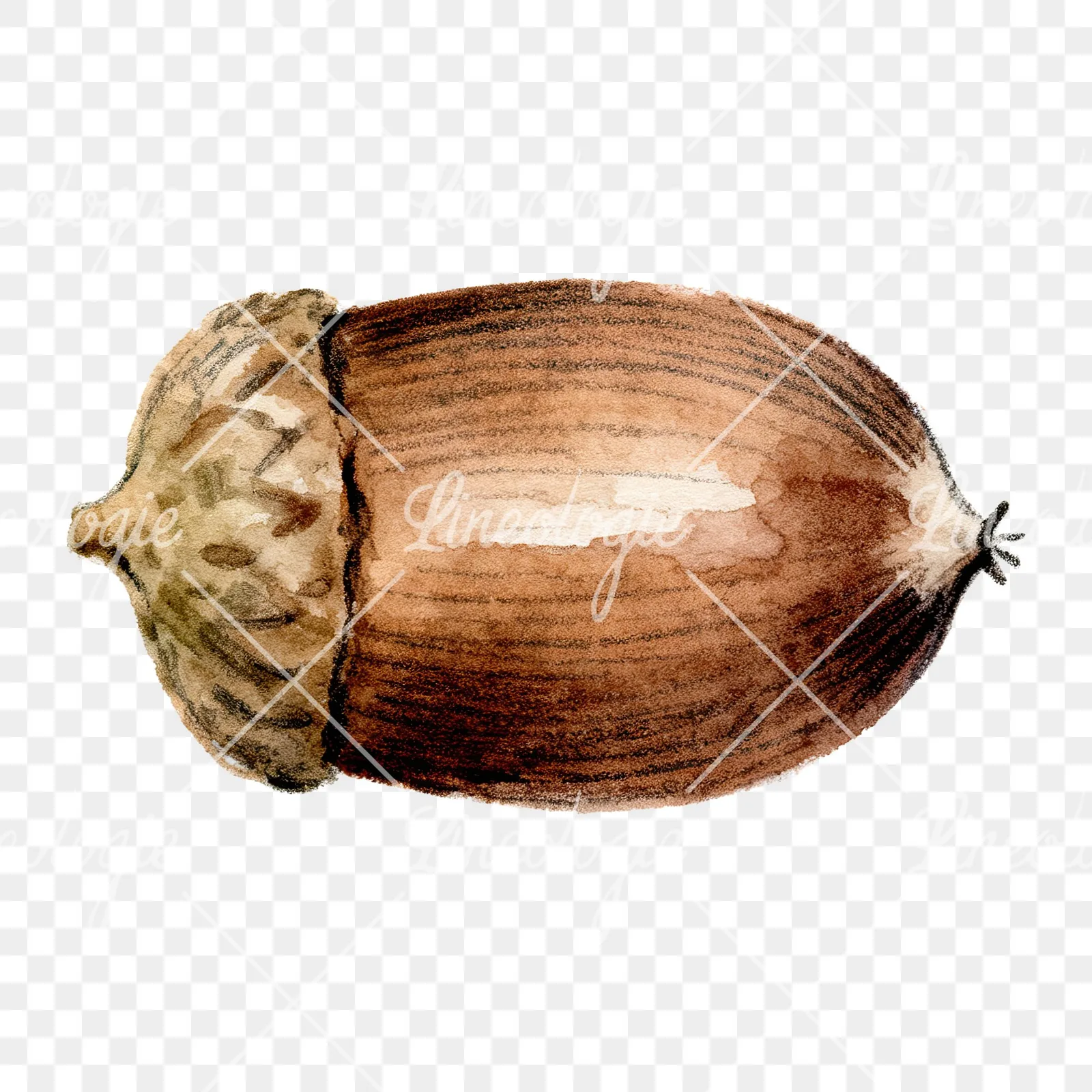 Watercolor textured acorn clipart 6 of 8 on a transparent background (PNG)