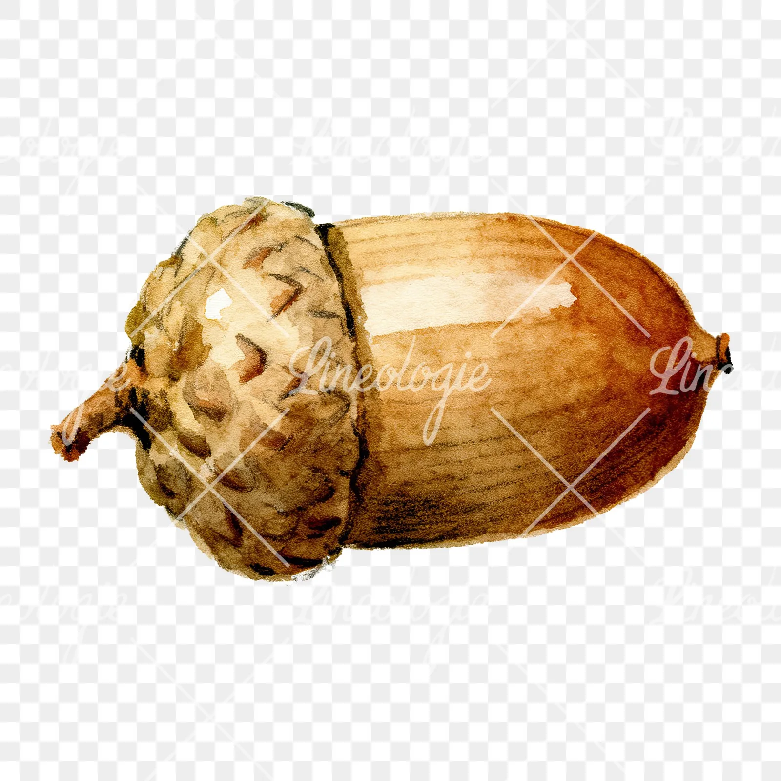Watercolor textured acorn clipart 7 of 8 on a transparent background (PNG)