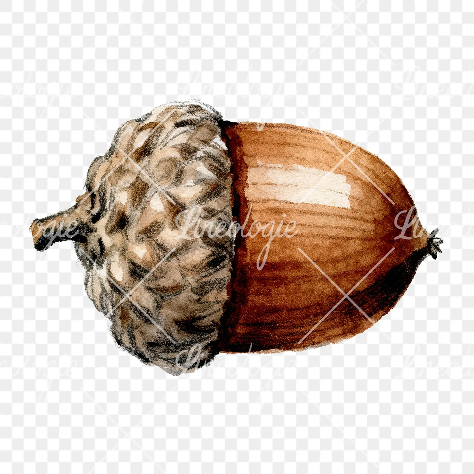 Watercolor textured acorn clipart 8 of 8 on a transparent background (PNG)