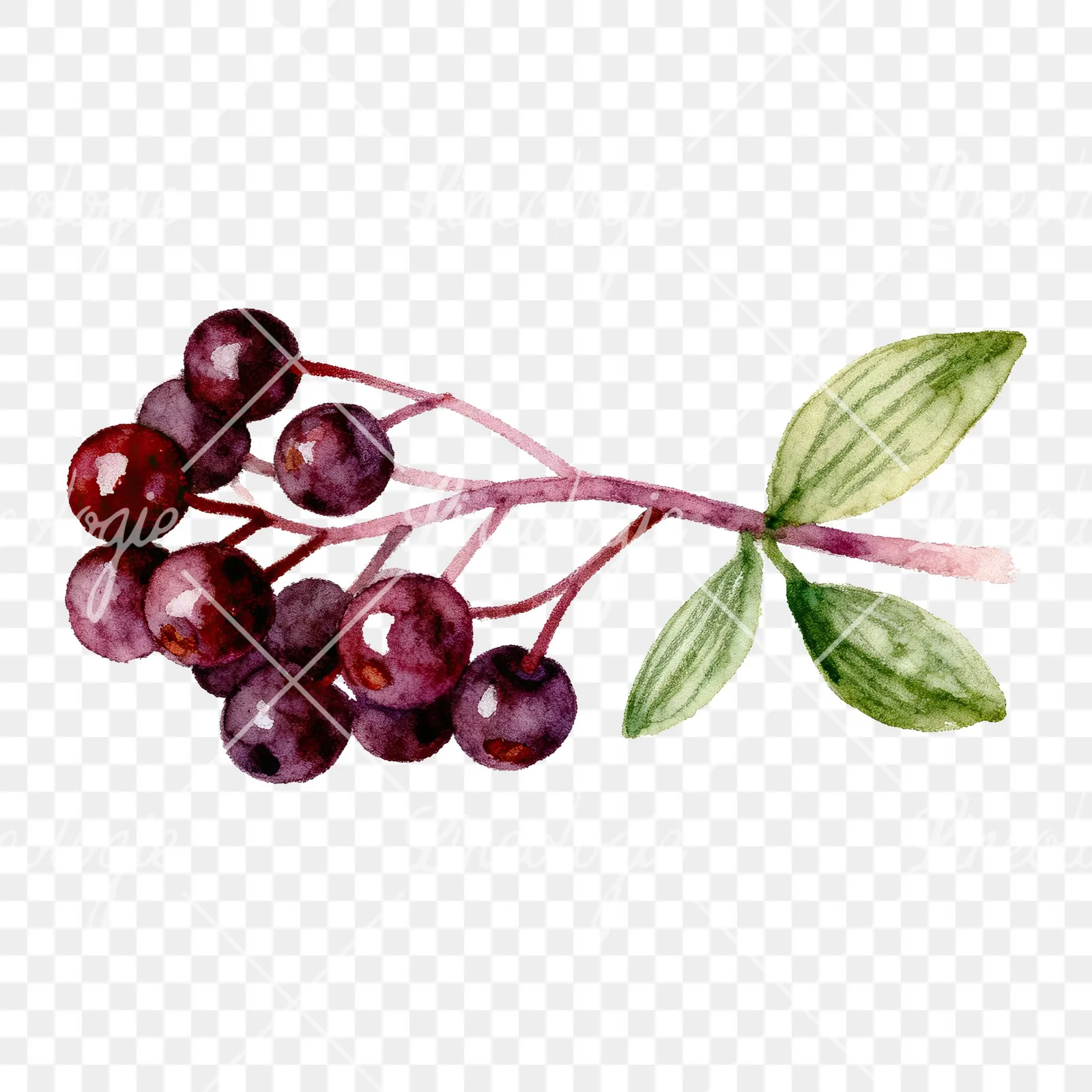Watercolor elderberry clipart 1 of 9 on a transparent background (PNG)