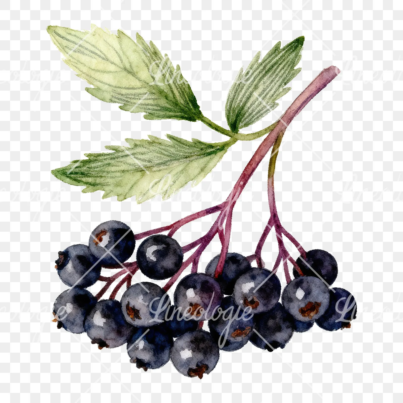 Watercolor elderberry clipart 2 of 9 on a transparent background (PNG)