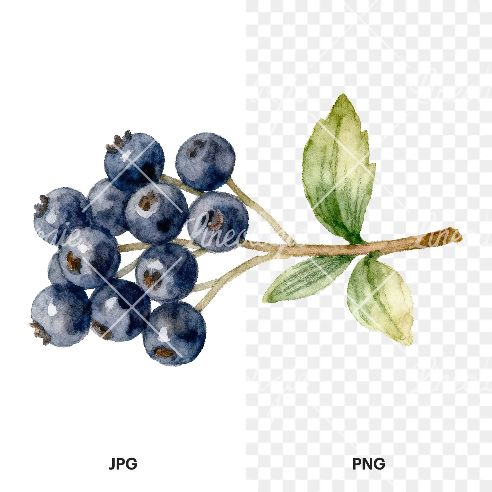 Watercolor elderberry clipart 3 of 9, as a JPG on white and a transparent PNG