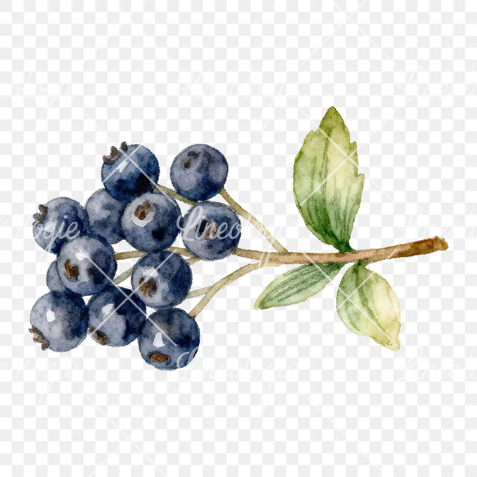 Watercolor elderberry clipart 3 of 9 on a transparent background (PNG)