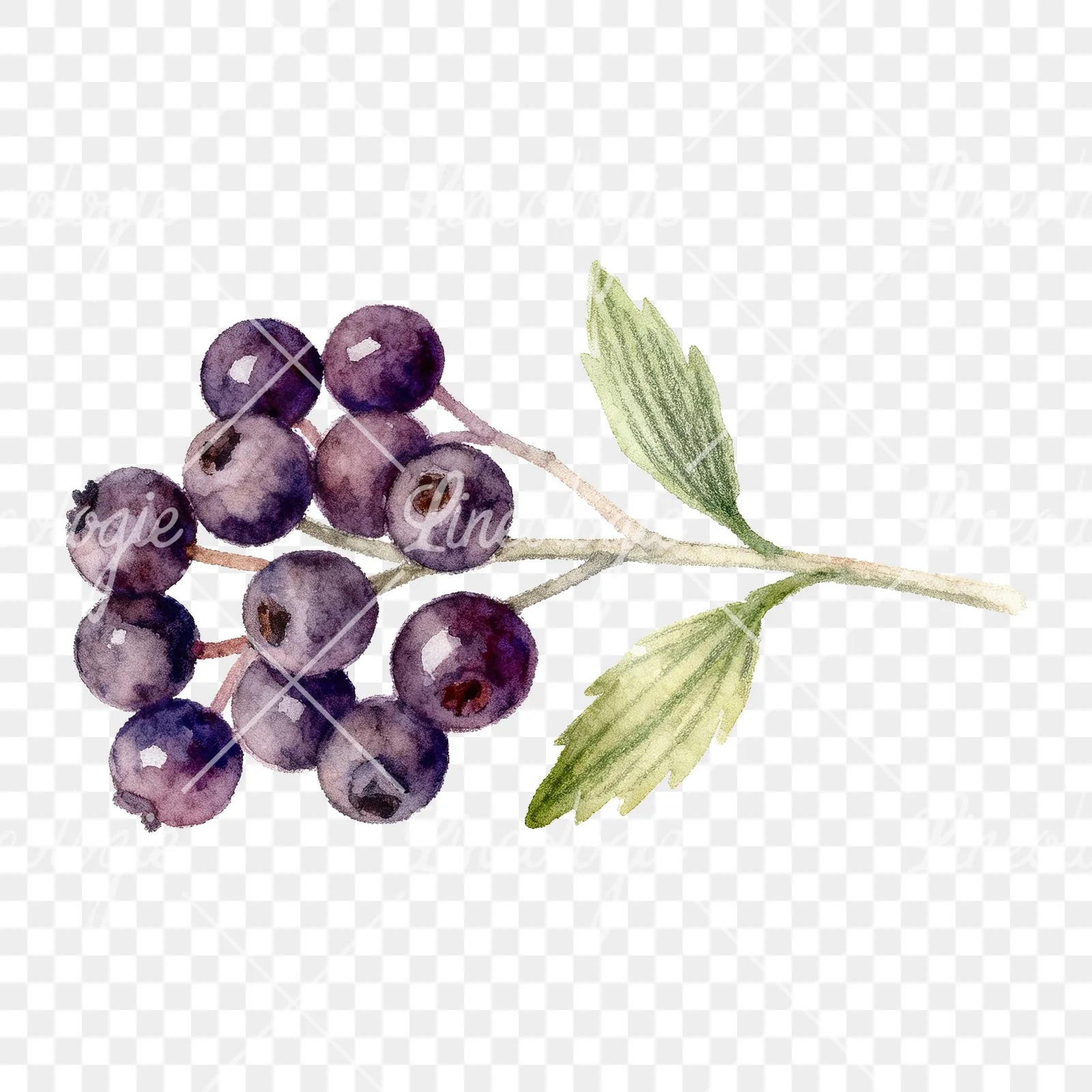 Watercolor elderberry clipart 4 of 9 on a transparent background (PNG)