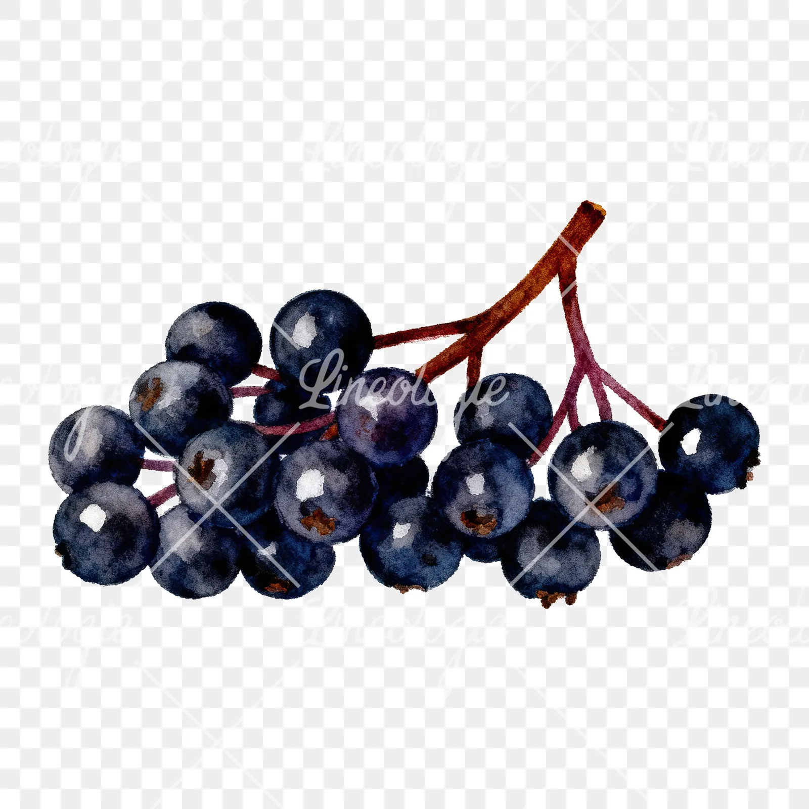 Watercolor elderberry clipart 5 of 9 on a transparent background (PNG)