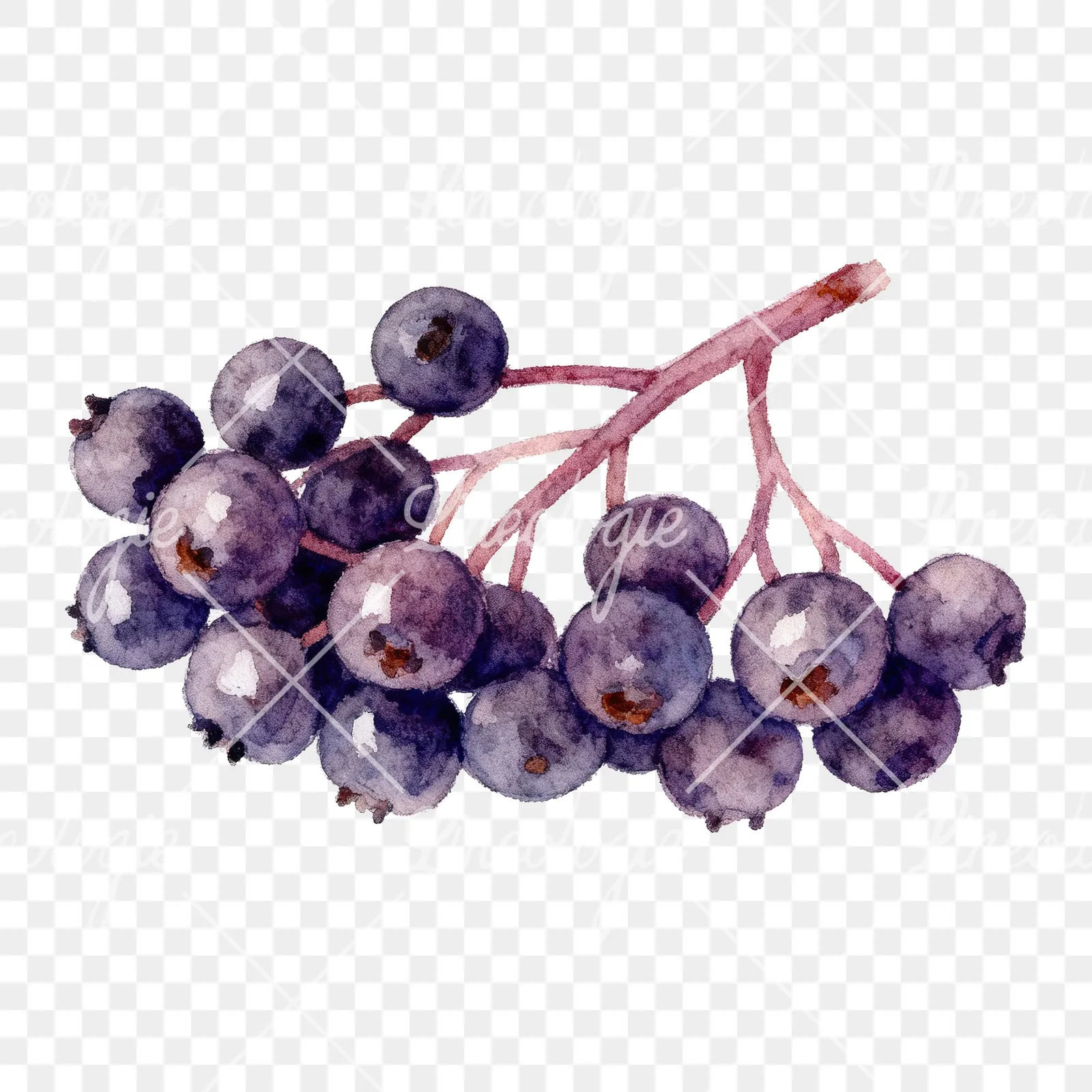 Watercolor elderberry clipart 6 of 9 on a transparent background (PNG)