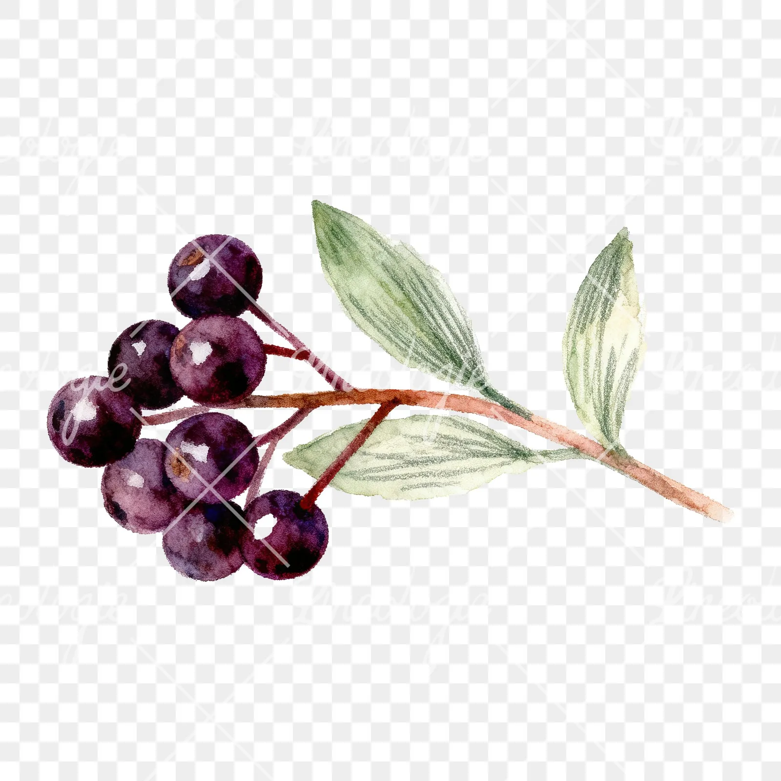 Watercolor elderberry clipart 7 of 9 on a transparent background (PNG)