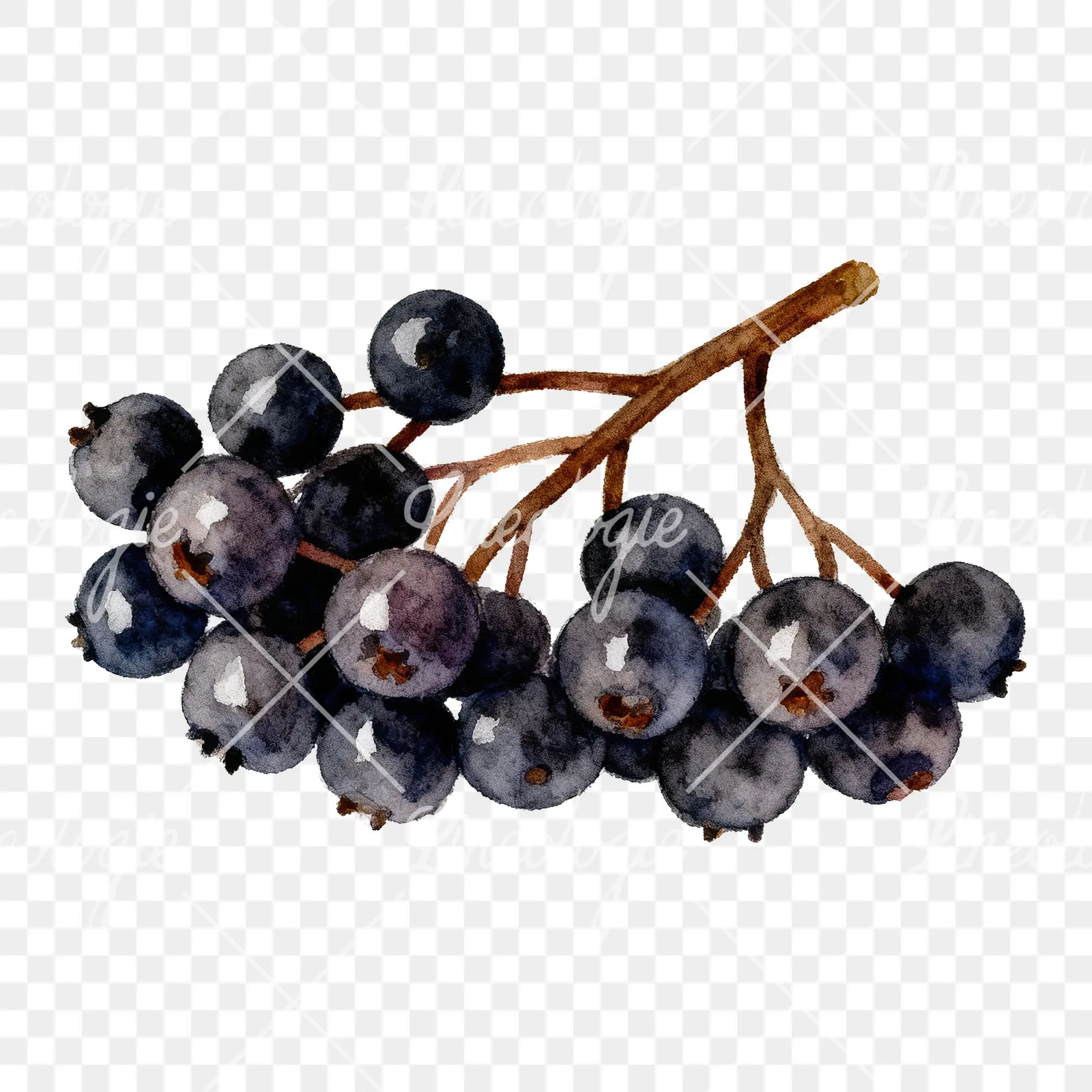 Watercolor elderberry clipart 8 of 9 on a transparent background (PNG)