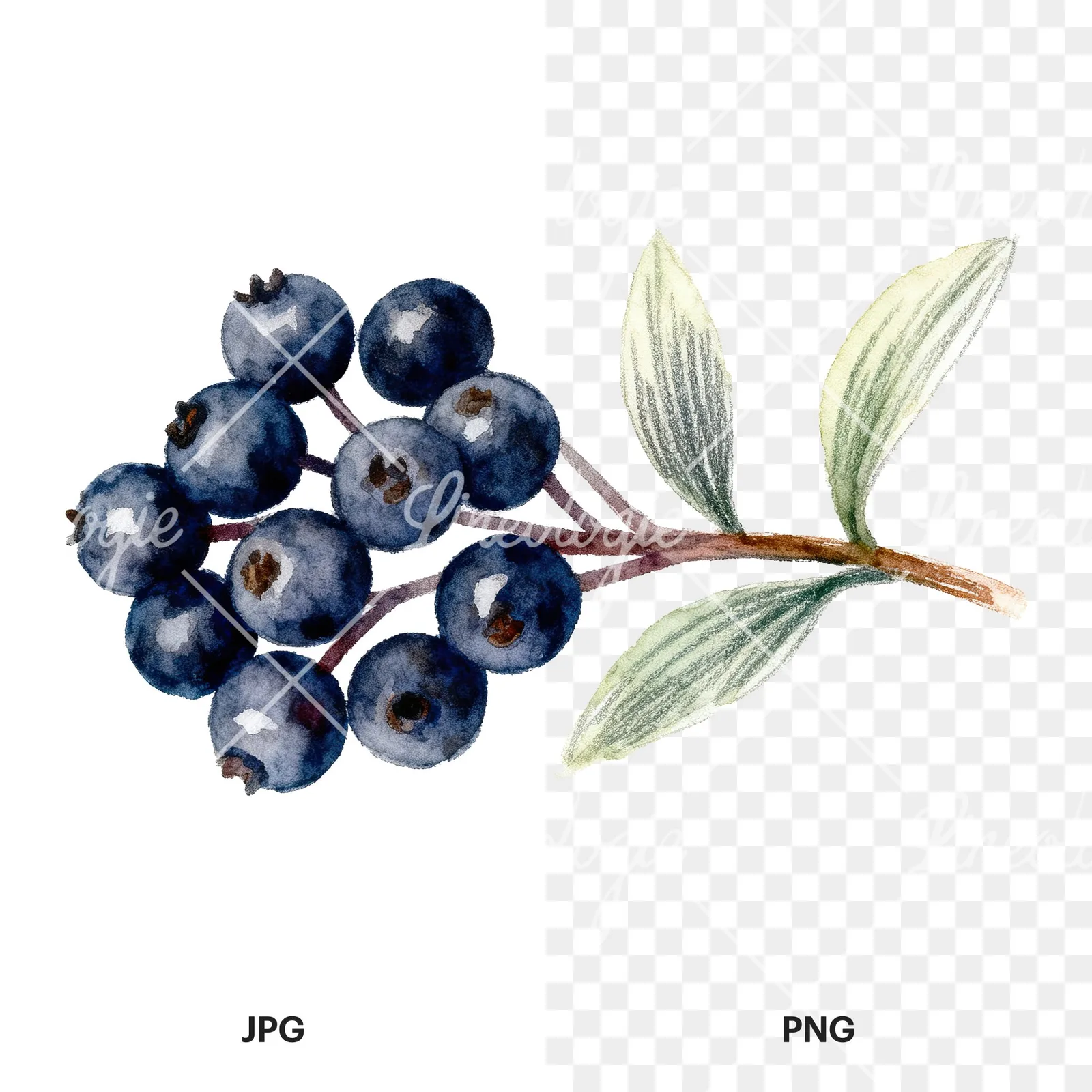 Watercolor elderberry clipart 9 of 9, as a JPG on white and a transparent PNG