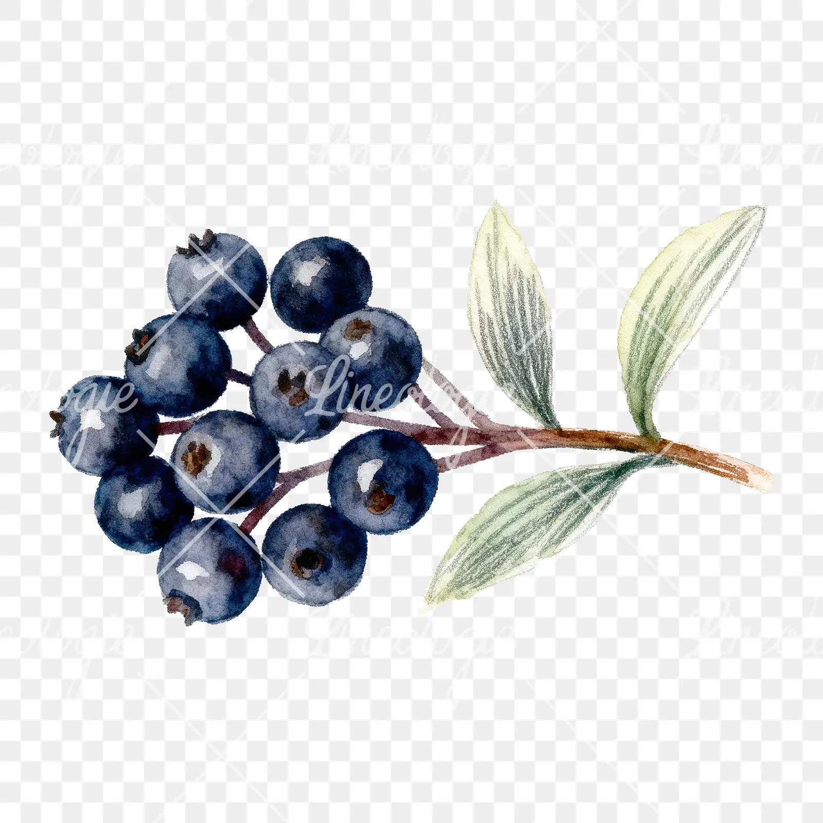 Watercolor elderberry clipart 9 of 9 on a transparent background (PNG)