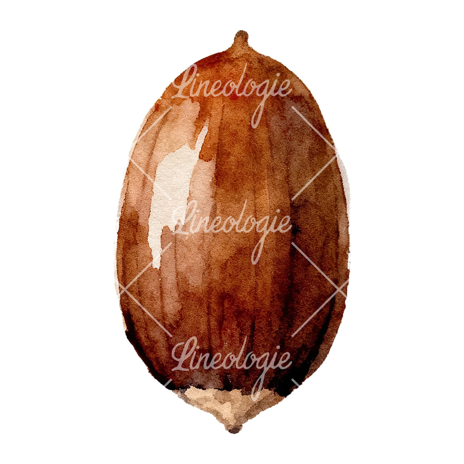 Watercolor smooth and elongated acorn clipart 1 of 9 on a white background (JPG)