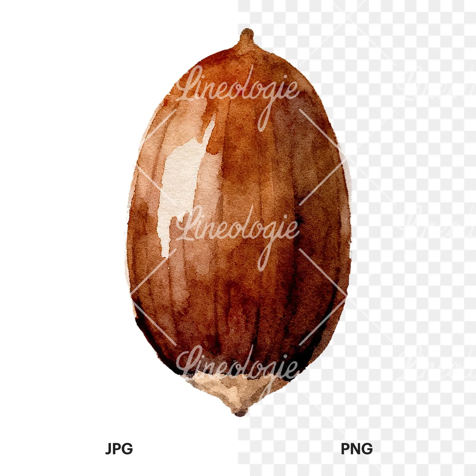 Watercolor smooth and elongated acorn clipart 1 of 9, as a JPG on white and a transparent PNG