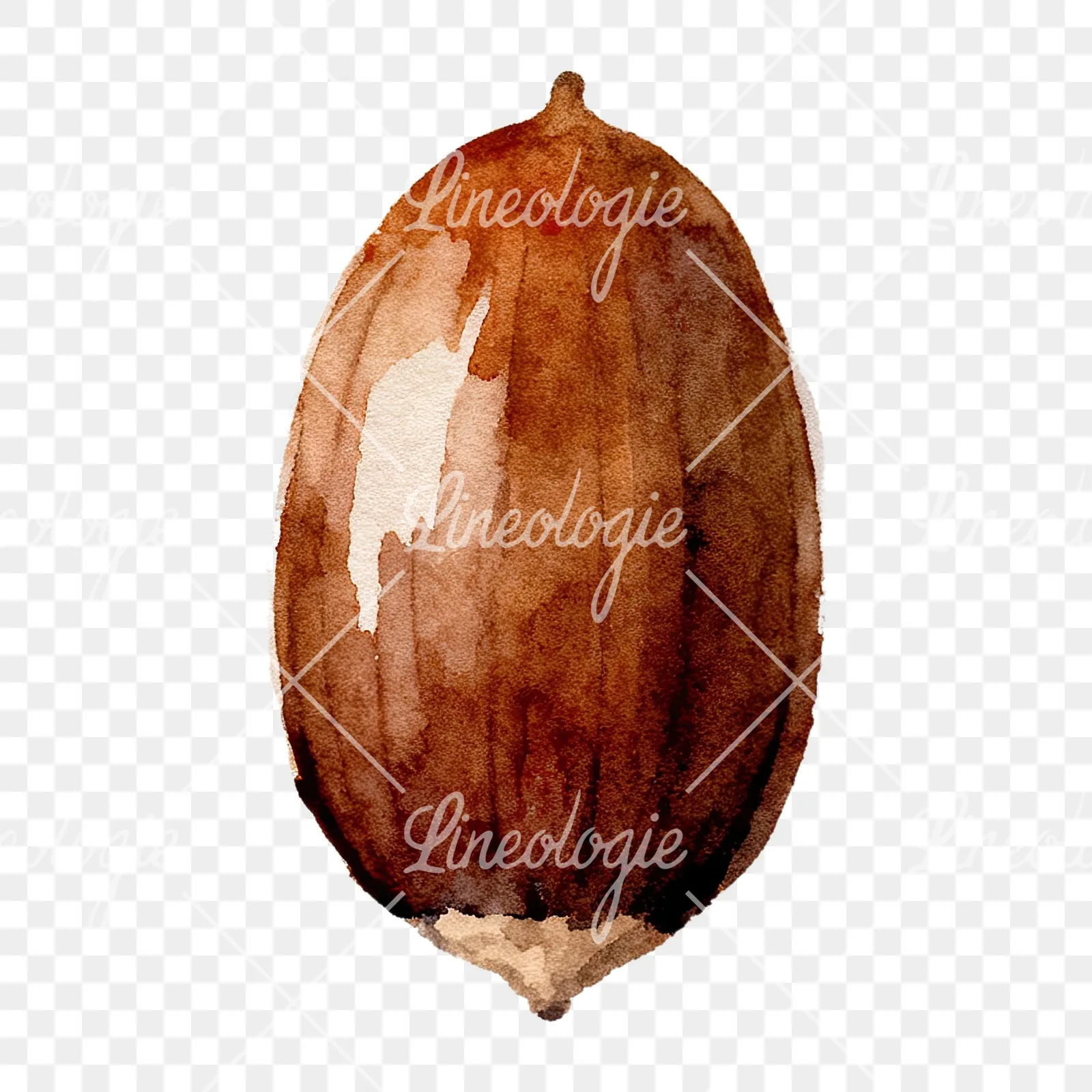 Watercolor smooth and elongated acorn clipart 1 of 9 on a transparent background (PNG)