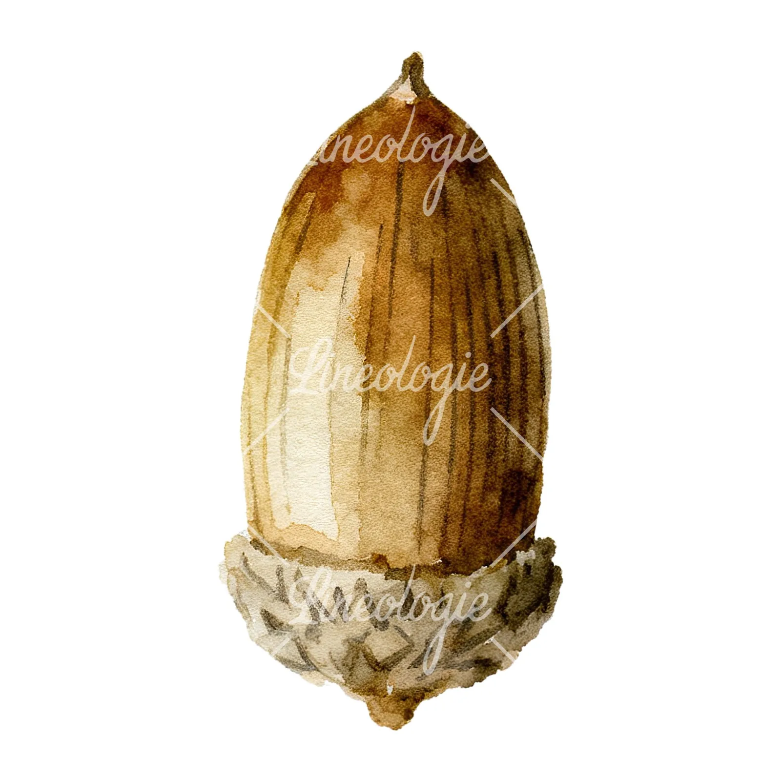 Watercolor smooth and elongated acorn clipart 2 of 9 on a white background (JPG)