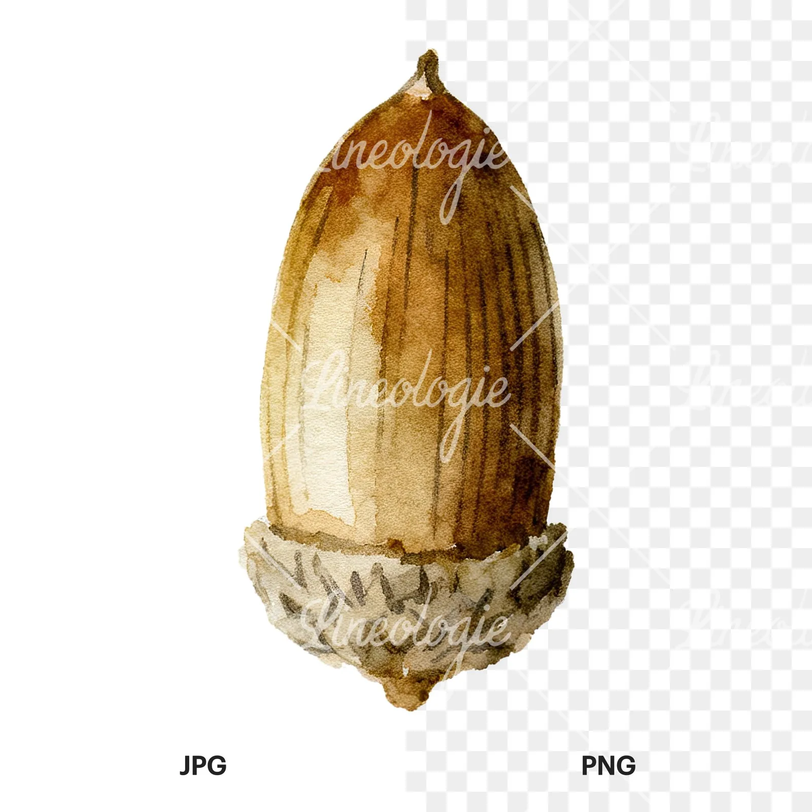 Watercolor smooth and elongated acorn clipart 2 of 9, as a JPG on white and a transparent PNG
