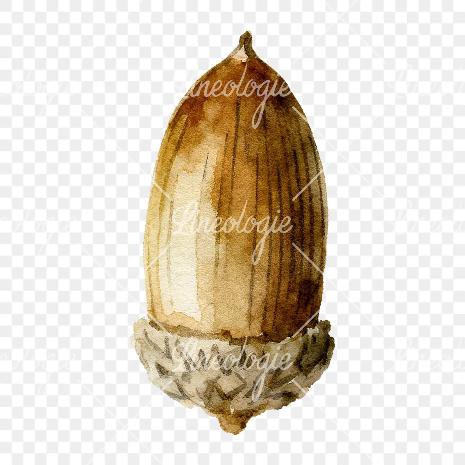Watercolor smooth and elongated acorn clipart 2 of 9 on a transparent background (PNG)