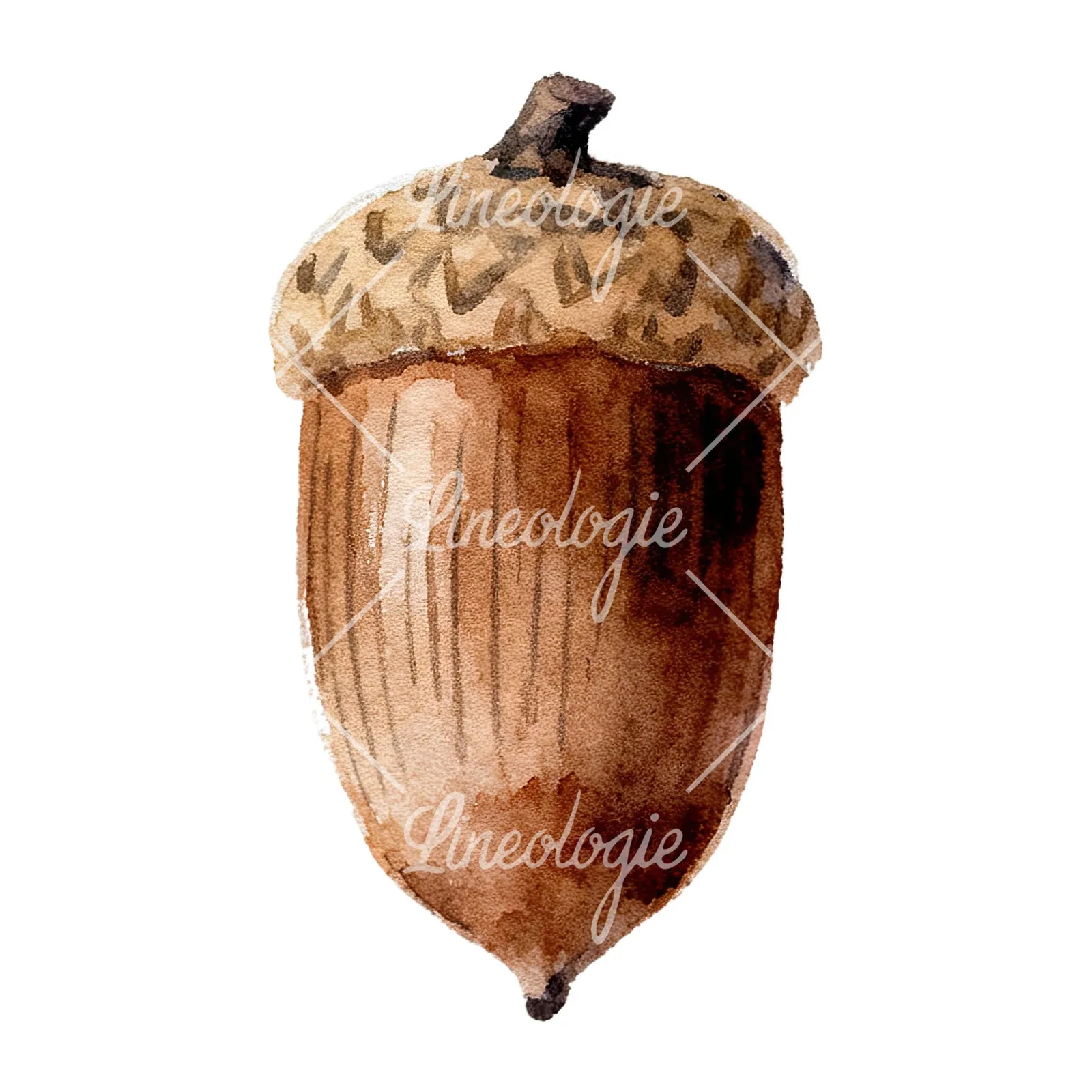 Watercolor smooth and elongated acorn clipart 3 of 9 on a white background (JPG)