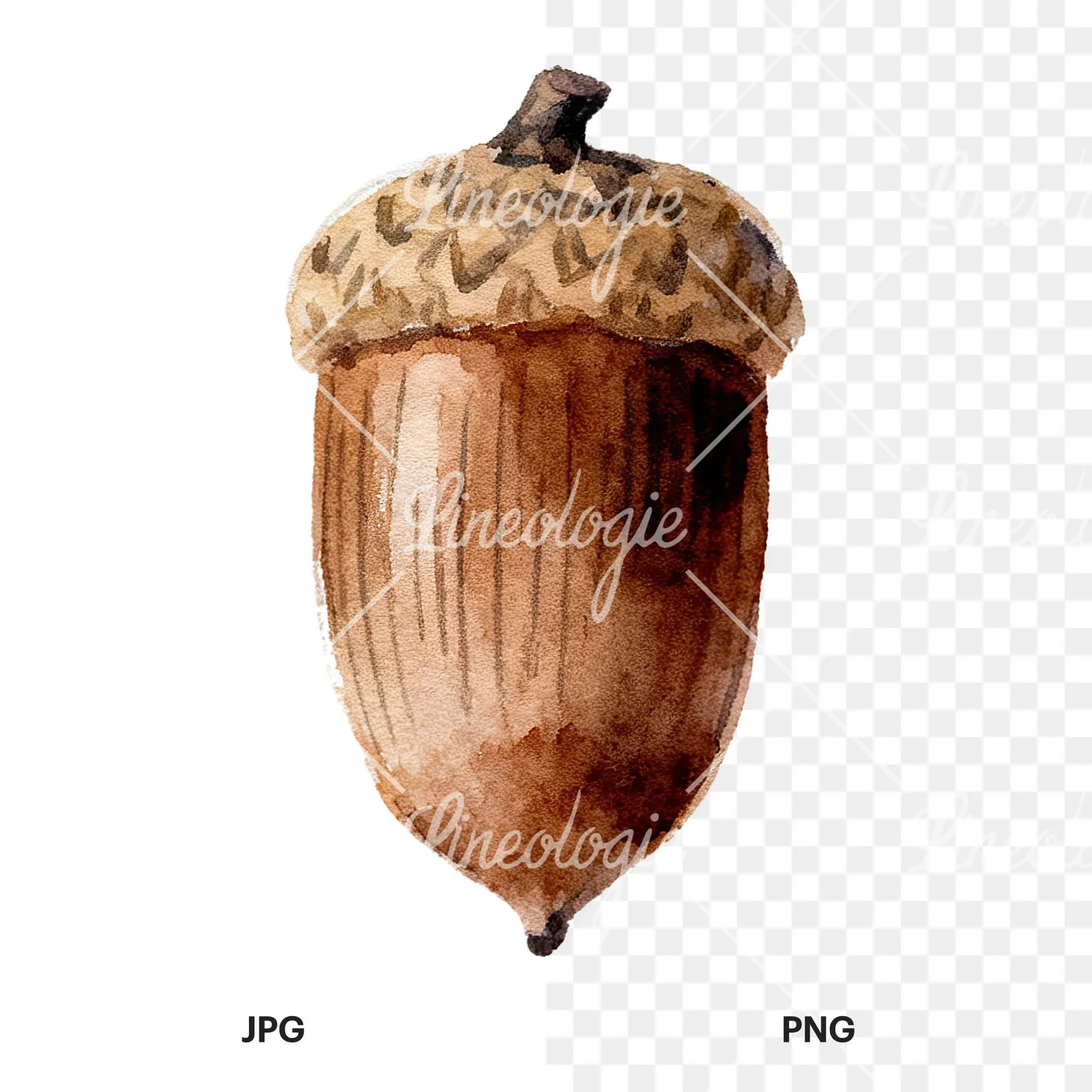 Watercolor smooth and elongated acorn clipart 3 of 9, as a JPG on white and a transparent PNG