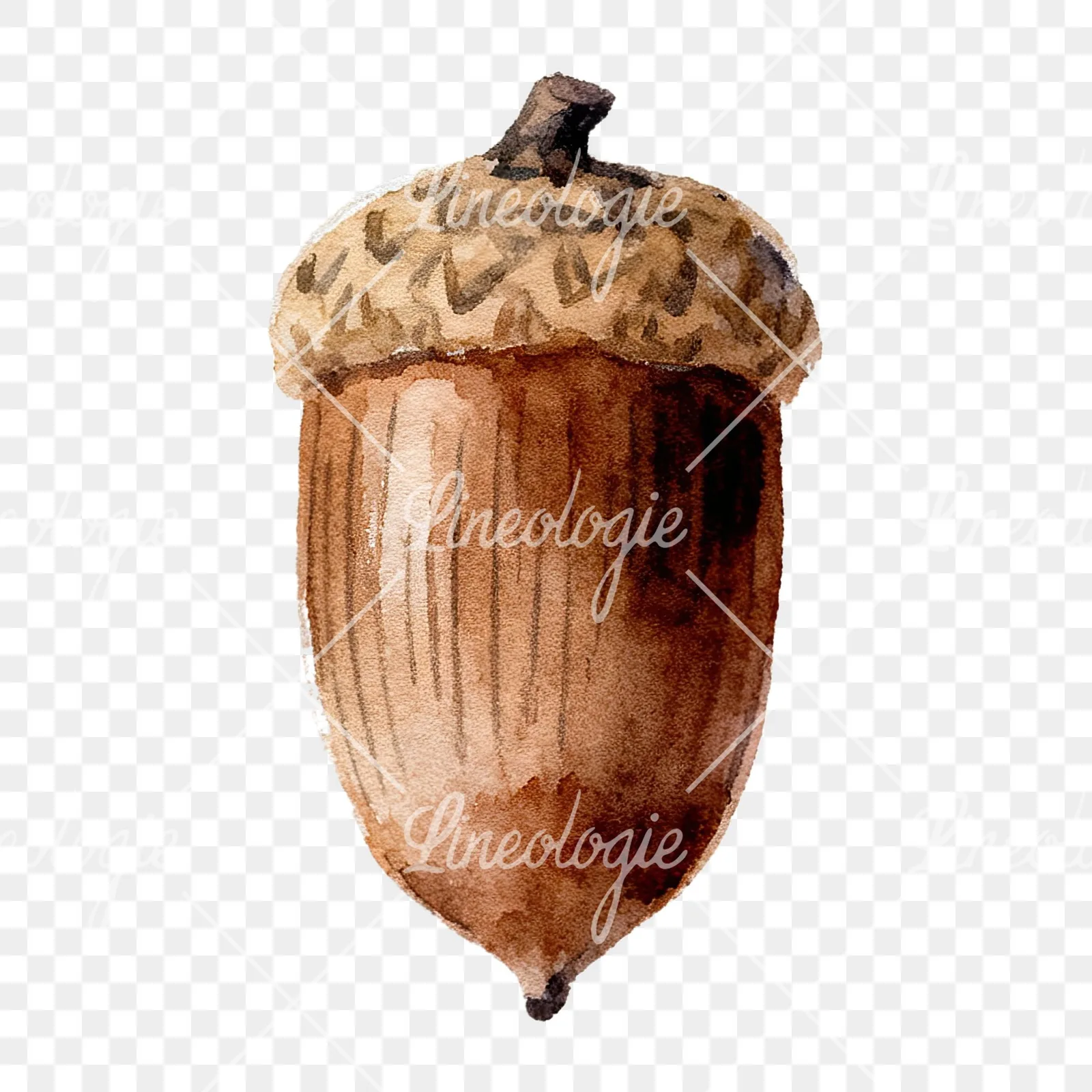 Watercolor smooth and elongated acorn clipart 3 of 9 on a transparent background (PNG)