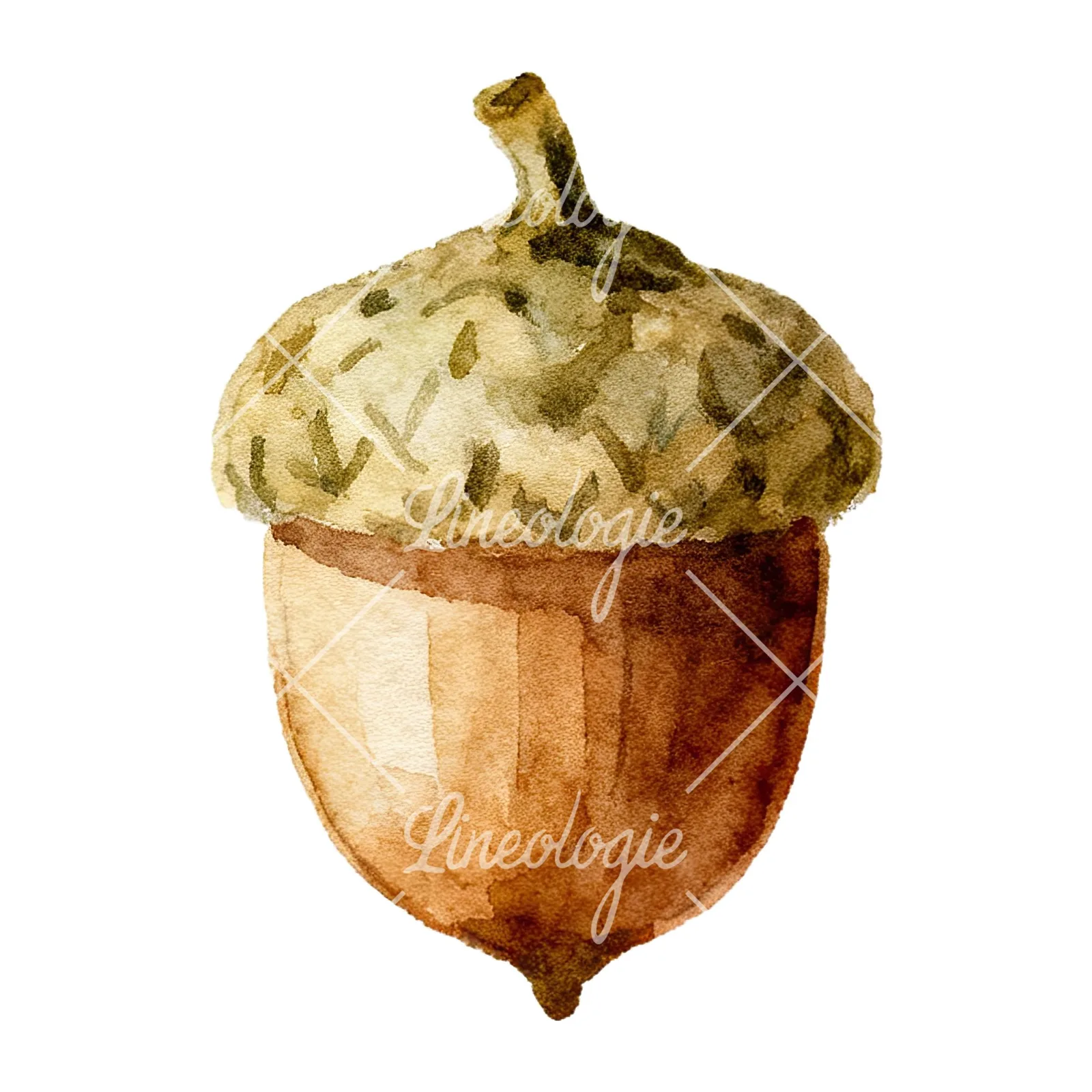 Watercolor smooth and elongated acorn clipart 4 of 9 on a white background (JPG)