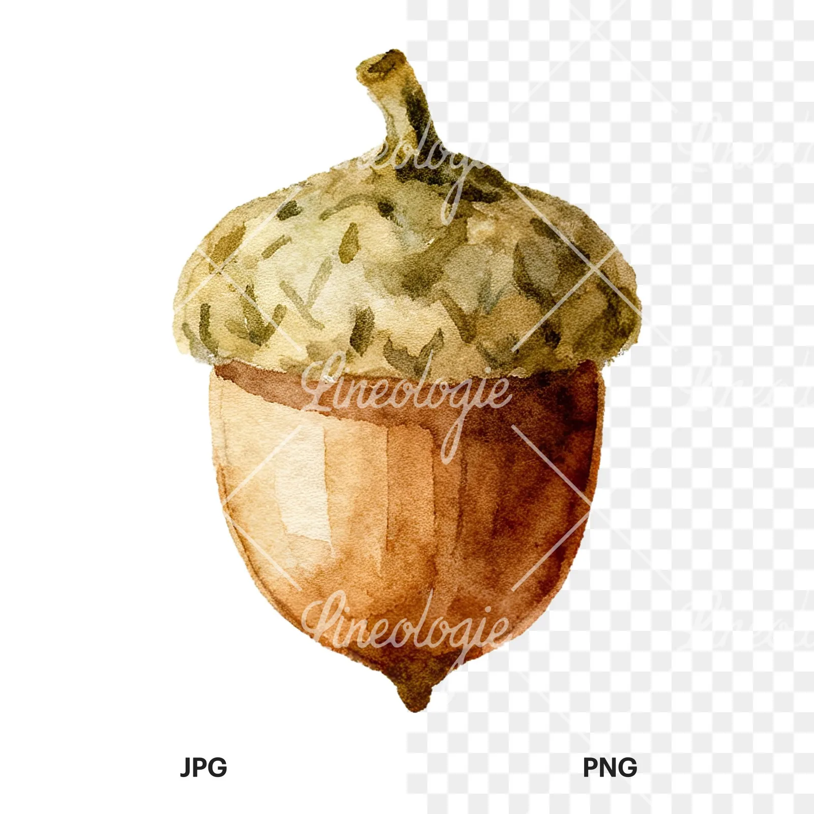 Watercolor smooth and elongated acorn clipart 4 of 9, as a JPG on white and a transparent PNG