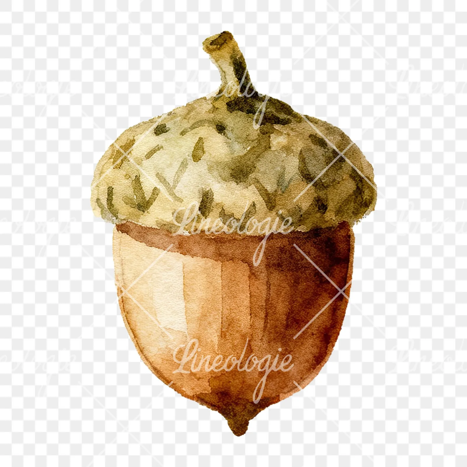 Watercolor smooth and elongated acorn clipart 4 of 9 on a transparent background (PNG)