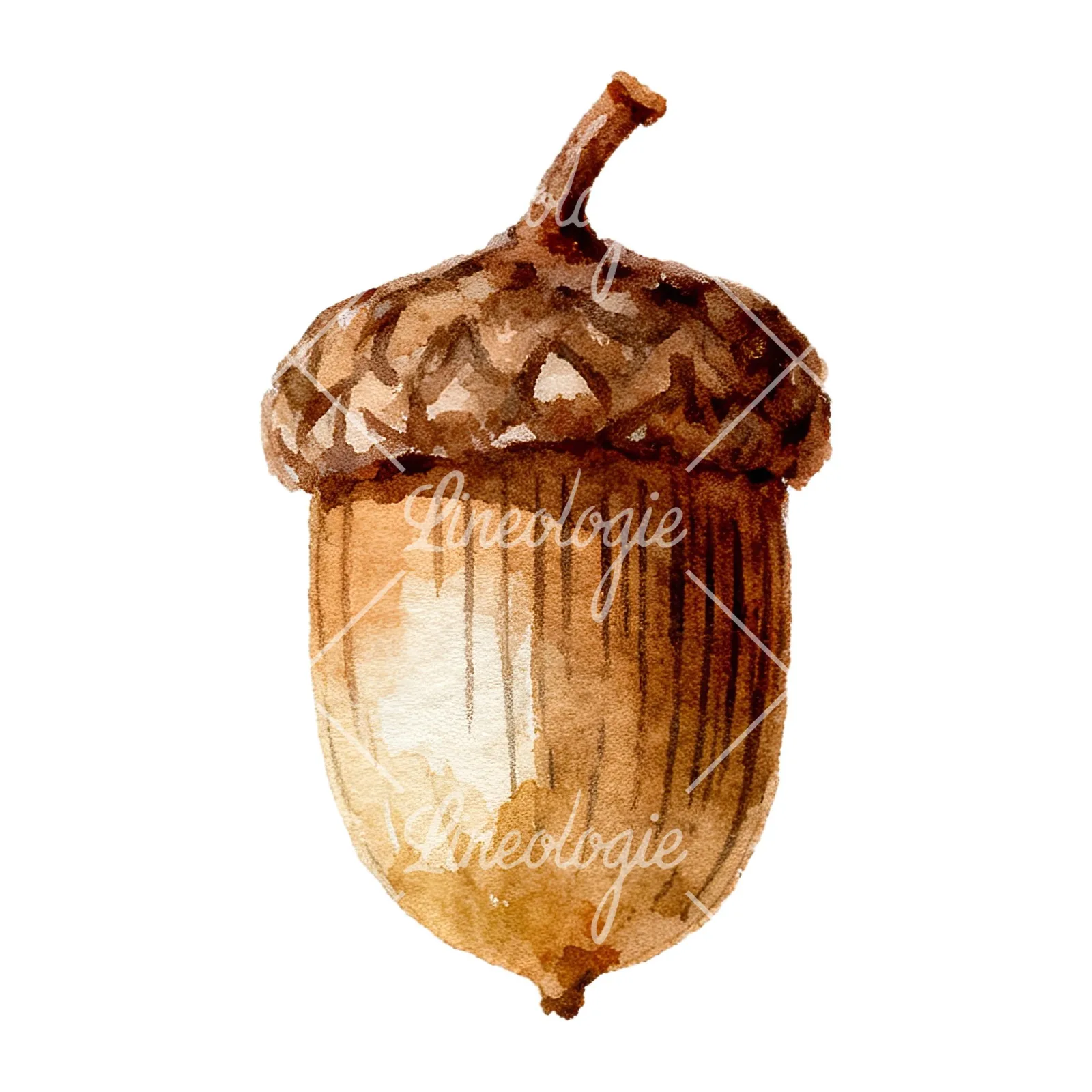Watercolor smooth and elongated acorn clipart 5 of 9 on a white background (JPG)