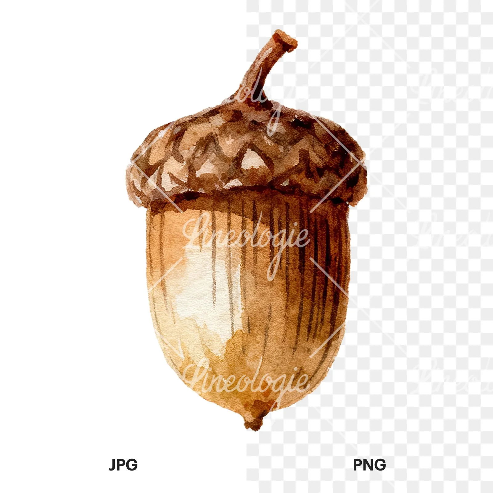 Watercolor smooth and elongated acorn clipart 5 of 9, as a JPG on white and a transparent PNG