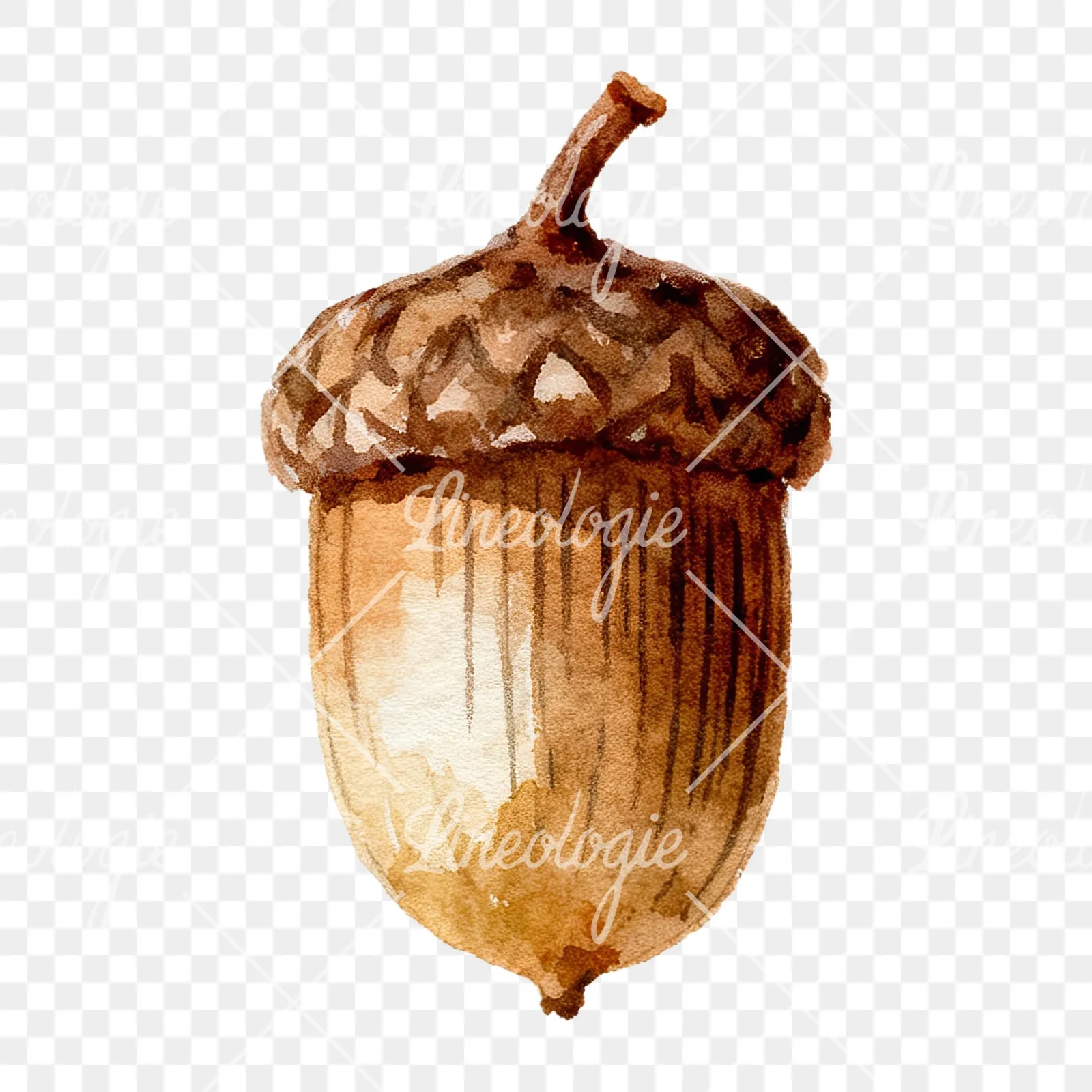 Watercolor smooth and elongated acorn clipart 5 of 9 on a transparent background (PNG)