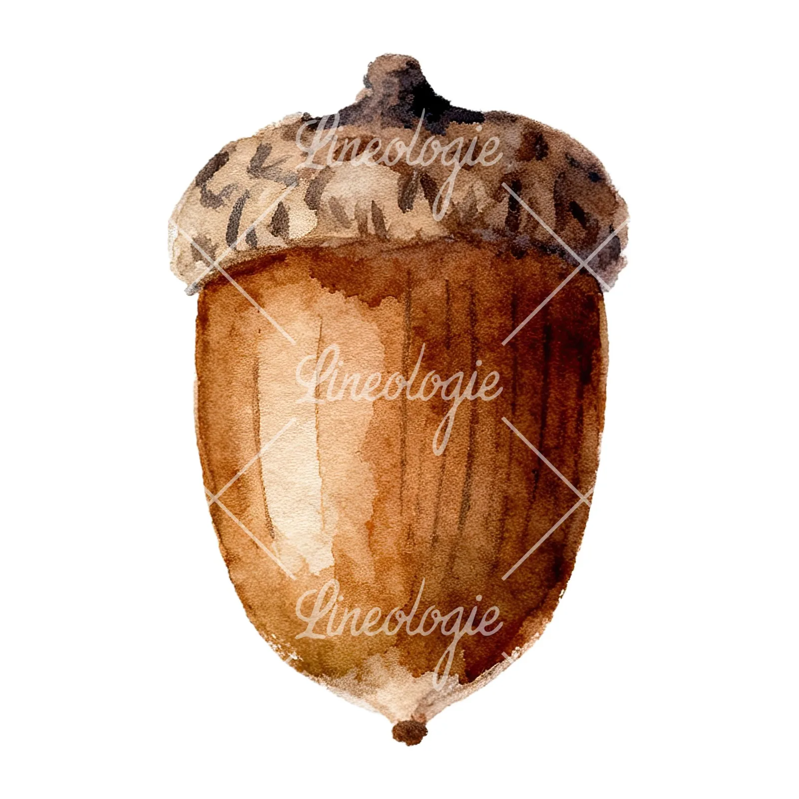 Watercolor smooth and elongated acorn clipart 6 of 9 on a white background (JPG)