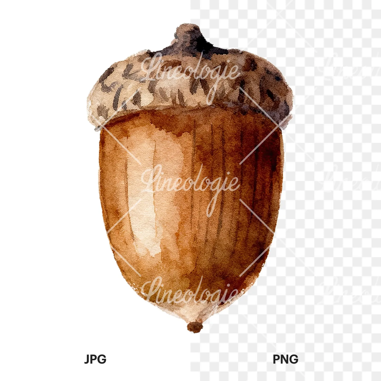 Watercolor smooth and elongated acorn clipart 6 of 9, as a JPG on white and a transparent PNG