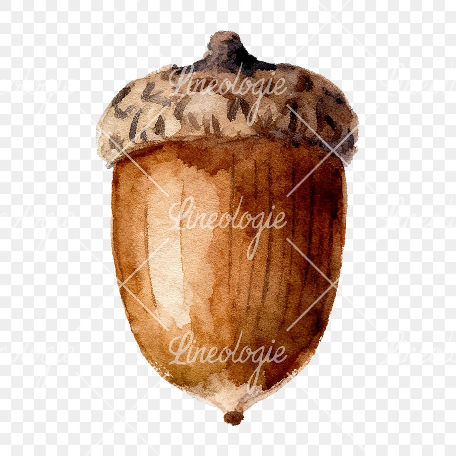 Watercolor smooth and elongated acorn clipart 6 of 9 on a transparent background (PNG)