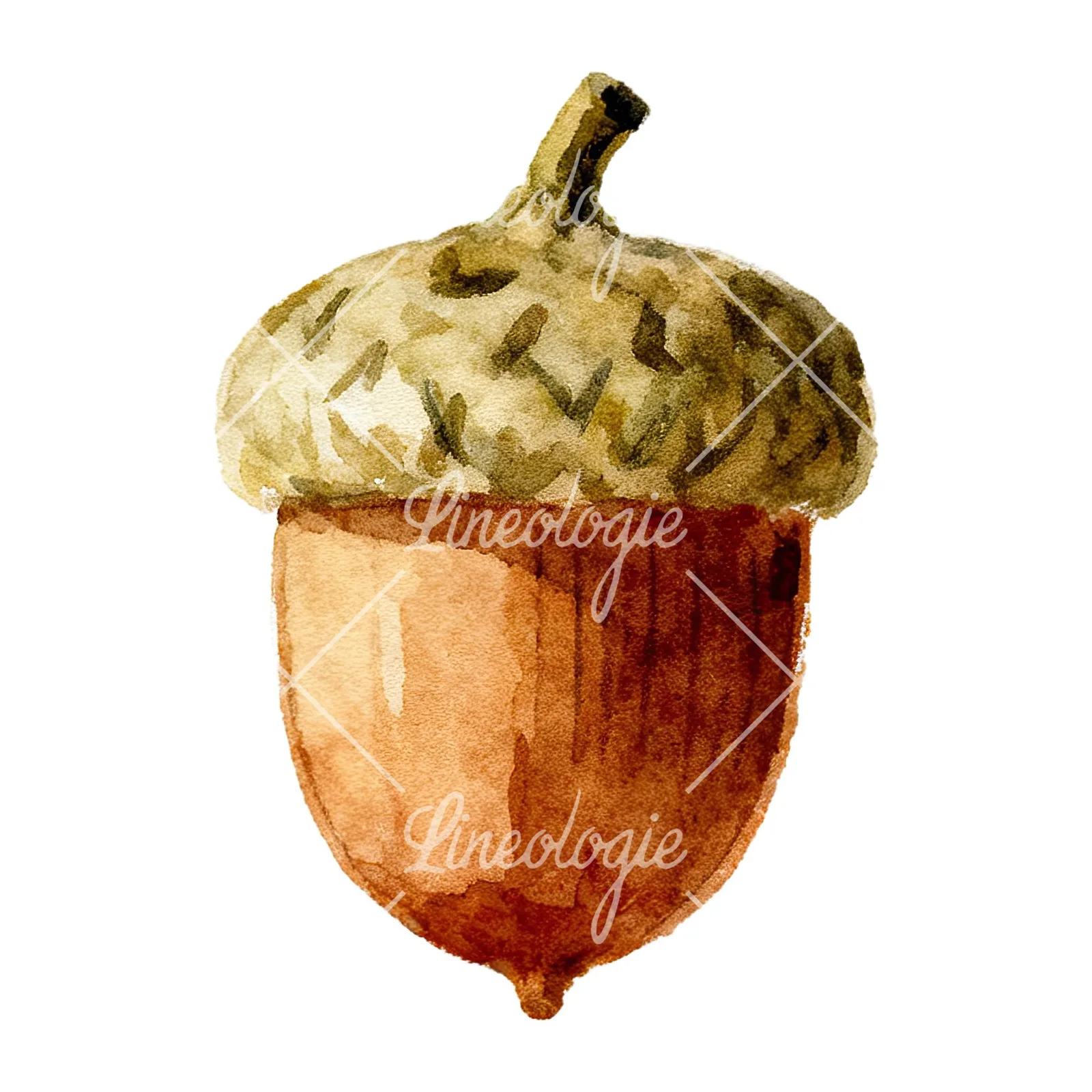 Watercolor smooth and elongated acorn clipart 7 of 9 on a white background (JPG)