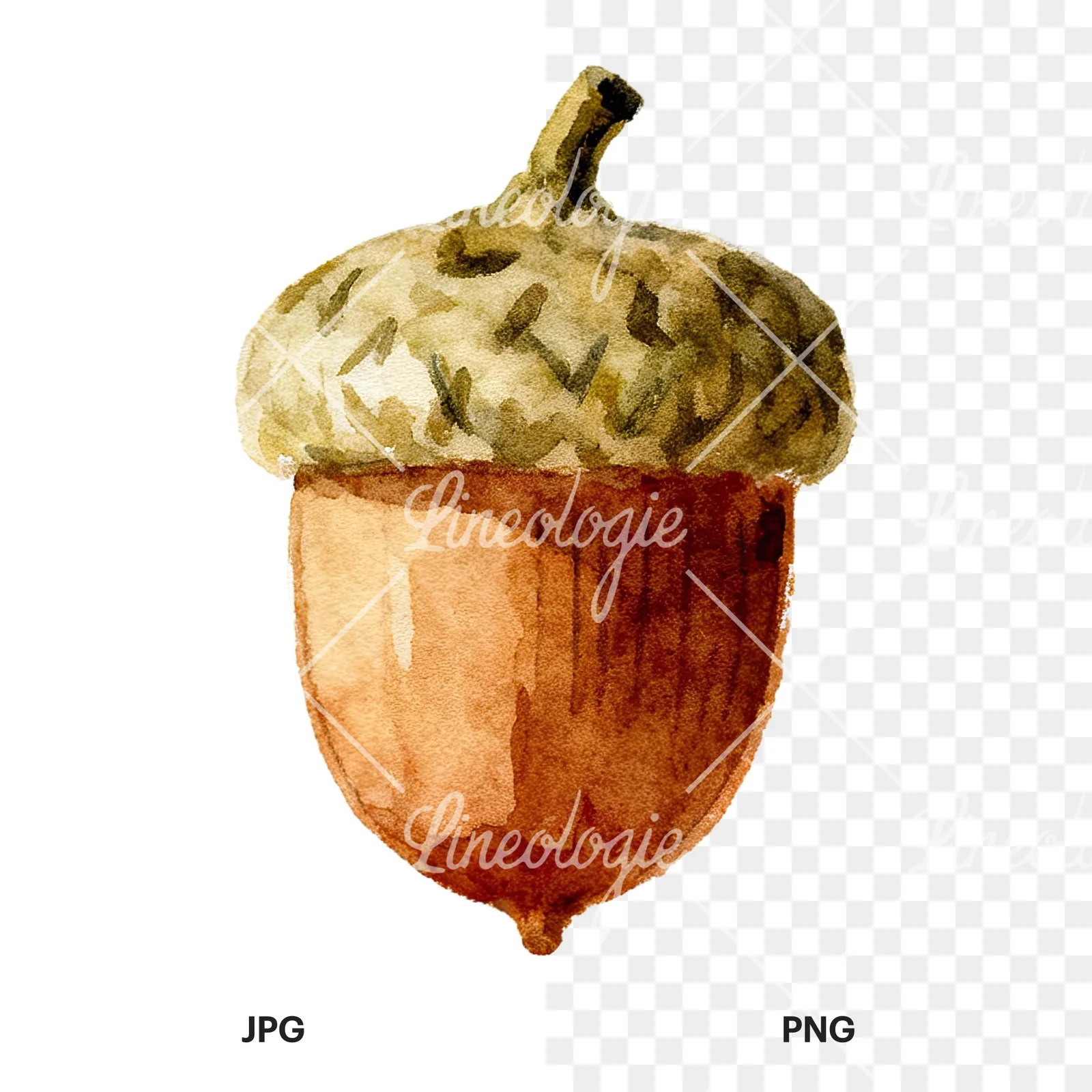 Watercolor smooth and elongated acorn clipart 7 of 9, as a JPG on white and a transparent PNG