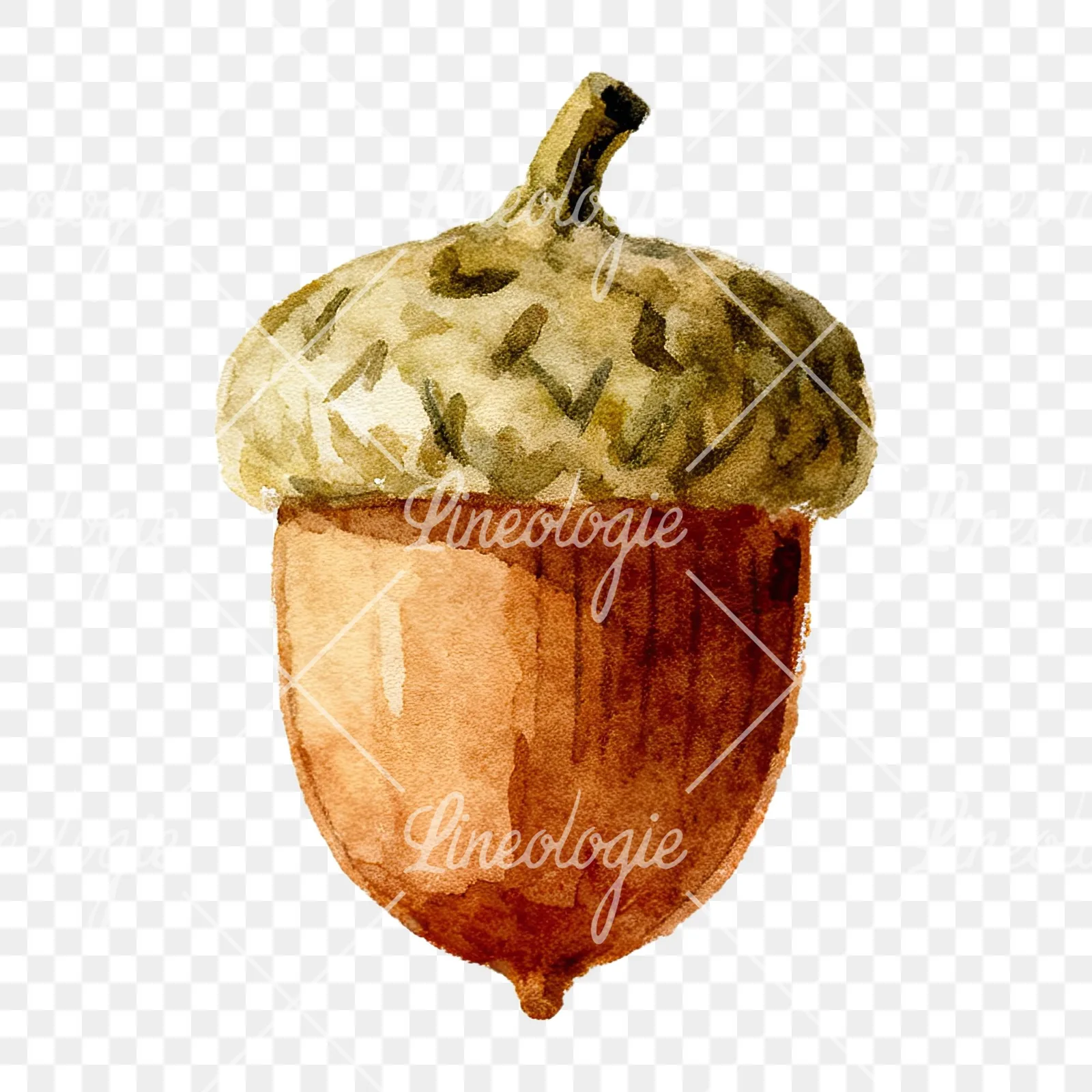 Watercolor smooth and elongated acorn clipart 7 of 9 on a transparent background (PNG)