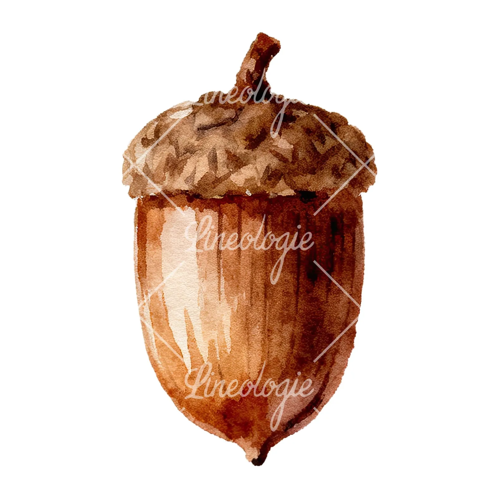 Watercolor smooth and elongated acorn clipart 8 of 9 on a white background (JPG)
