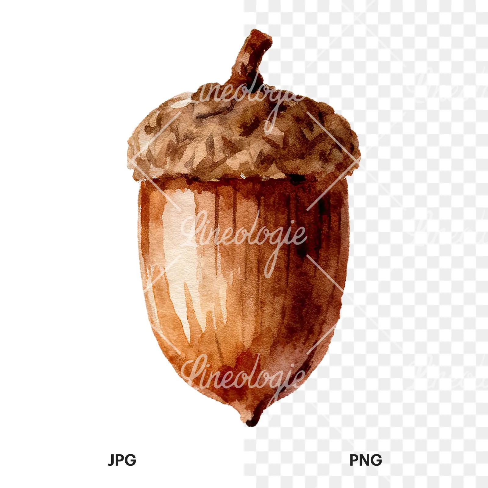 Watercolor smooth and elongated acorn clipart 8 of 9, as a JPG on white and a transparent PNG
