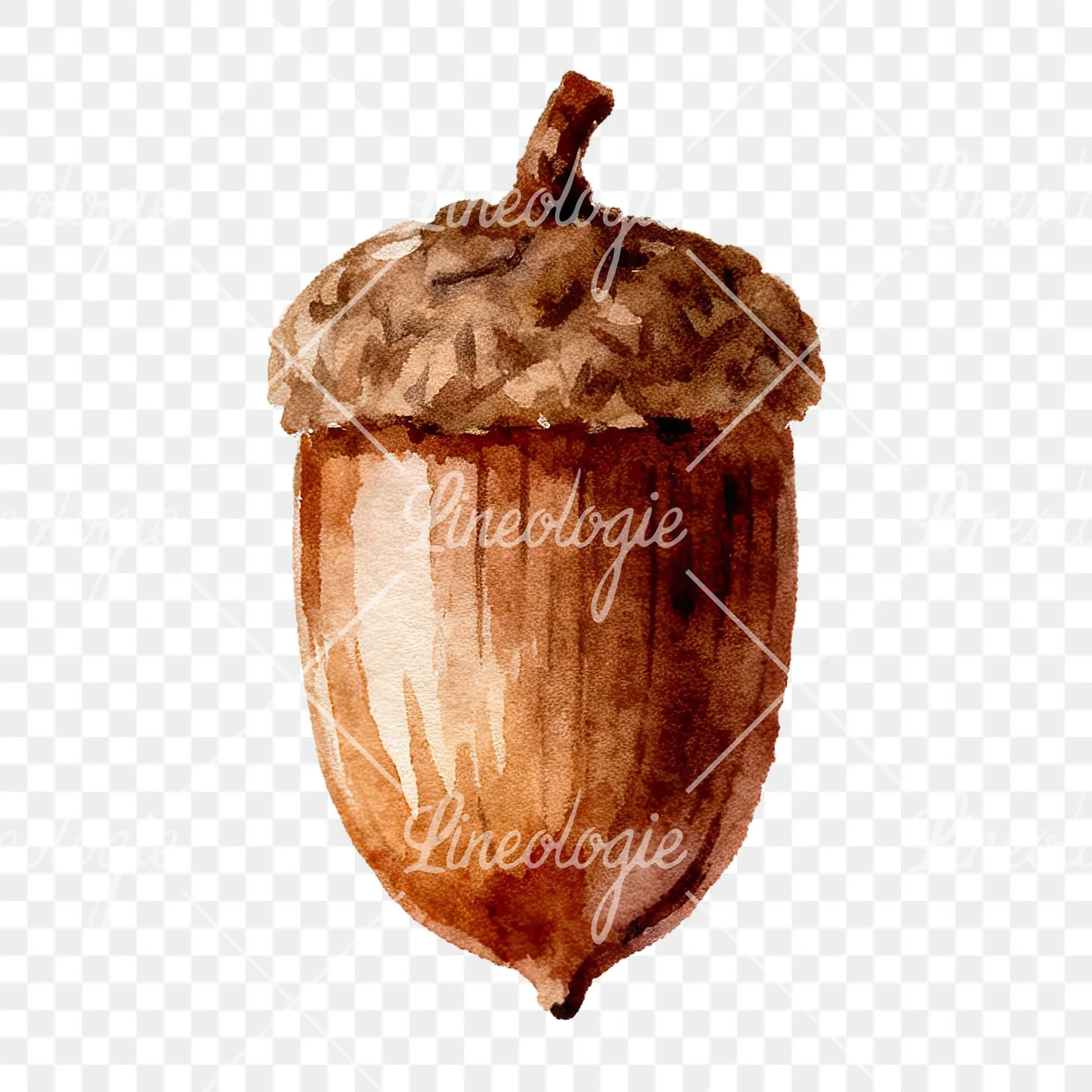 Watercolor smooth and elongated acorn clipart 8 of 9 on a transparent background (PNG)
