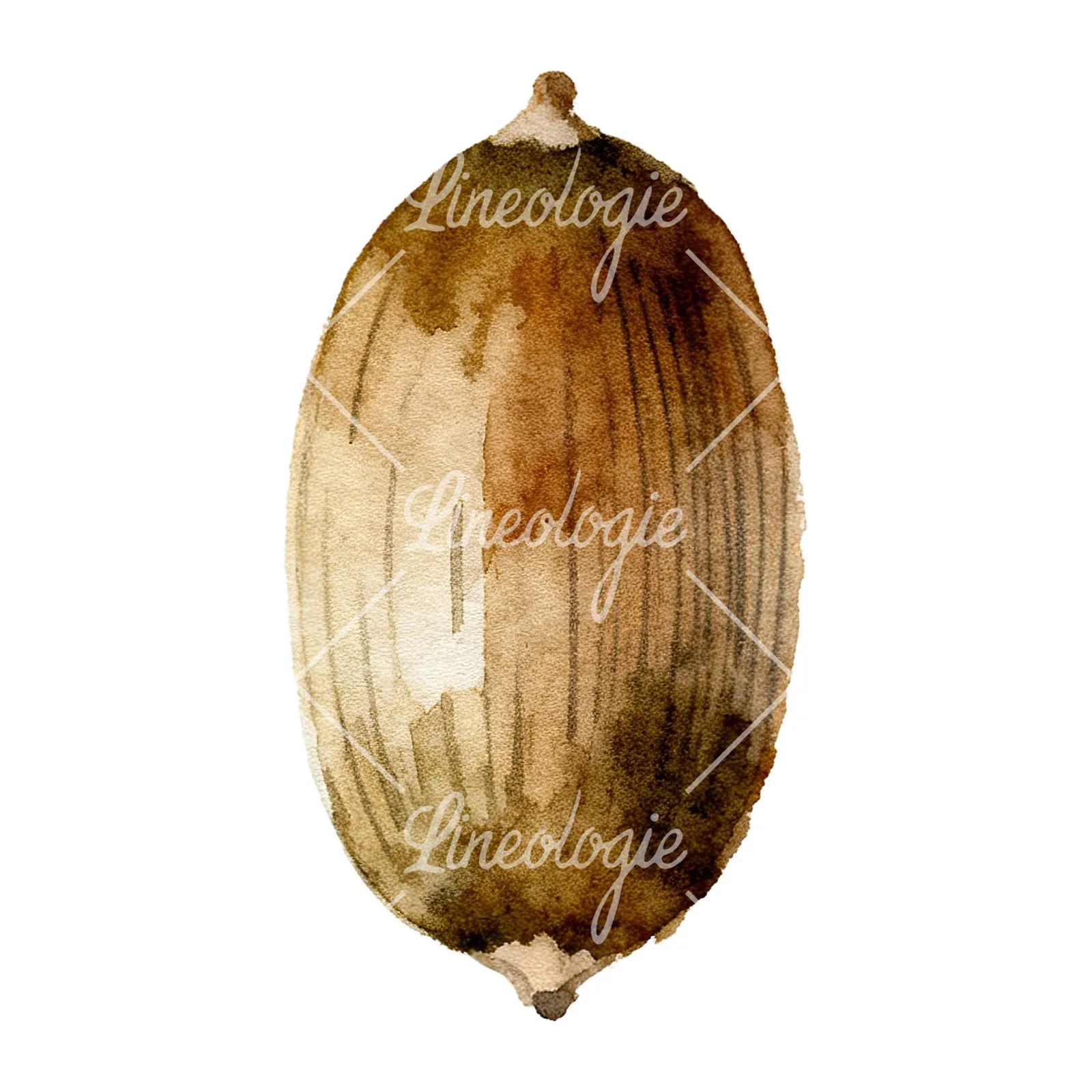 Watercolor smooth and elongated acorn clipart 9 of 9 on a white background (JPG)