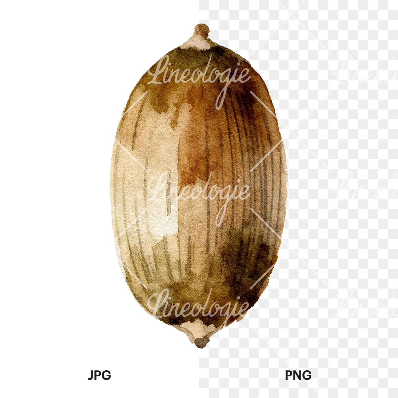 Watercolor smooth and elongated acorn clipart 9 of 9, as a JPG on white and a transparent PNG