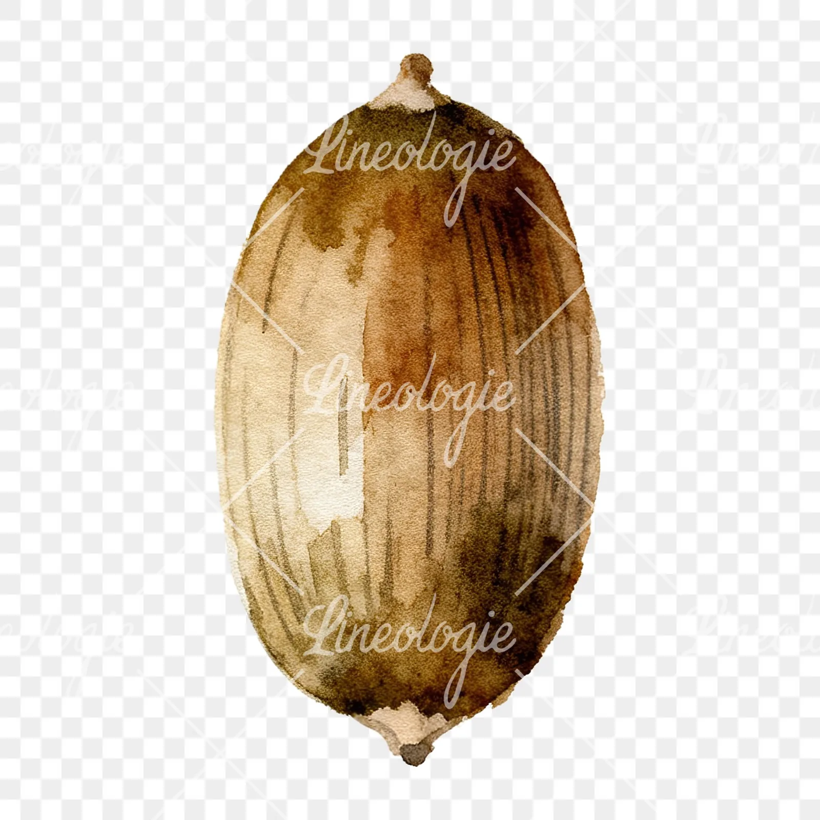 Watercolor smooth and elongated acorn clipart 9 of 9 on a transparent background (PNG)