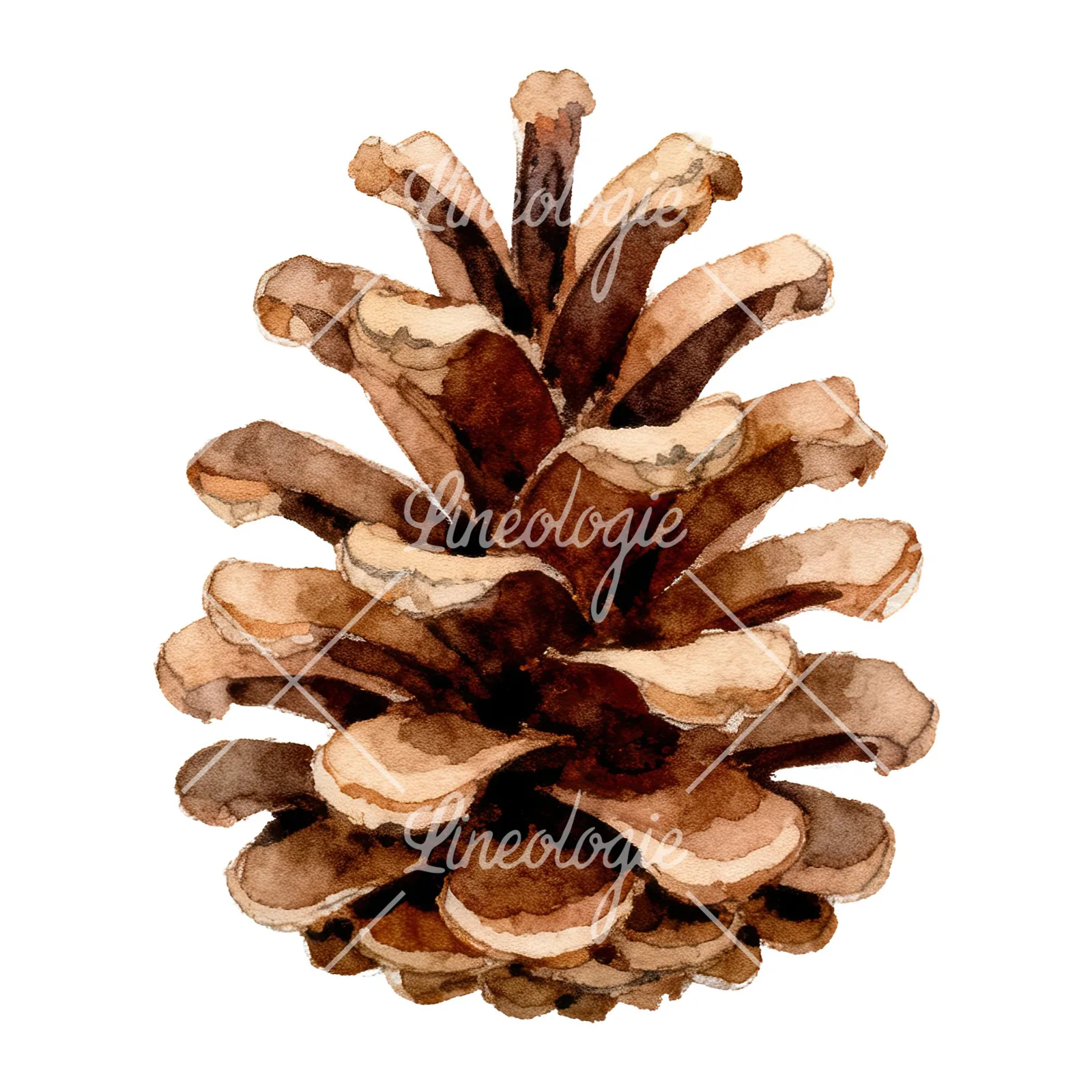 Watercolor brown pine cone clipart 3 of 9 on a white background (JPG)