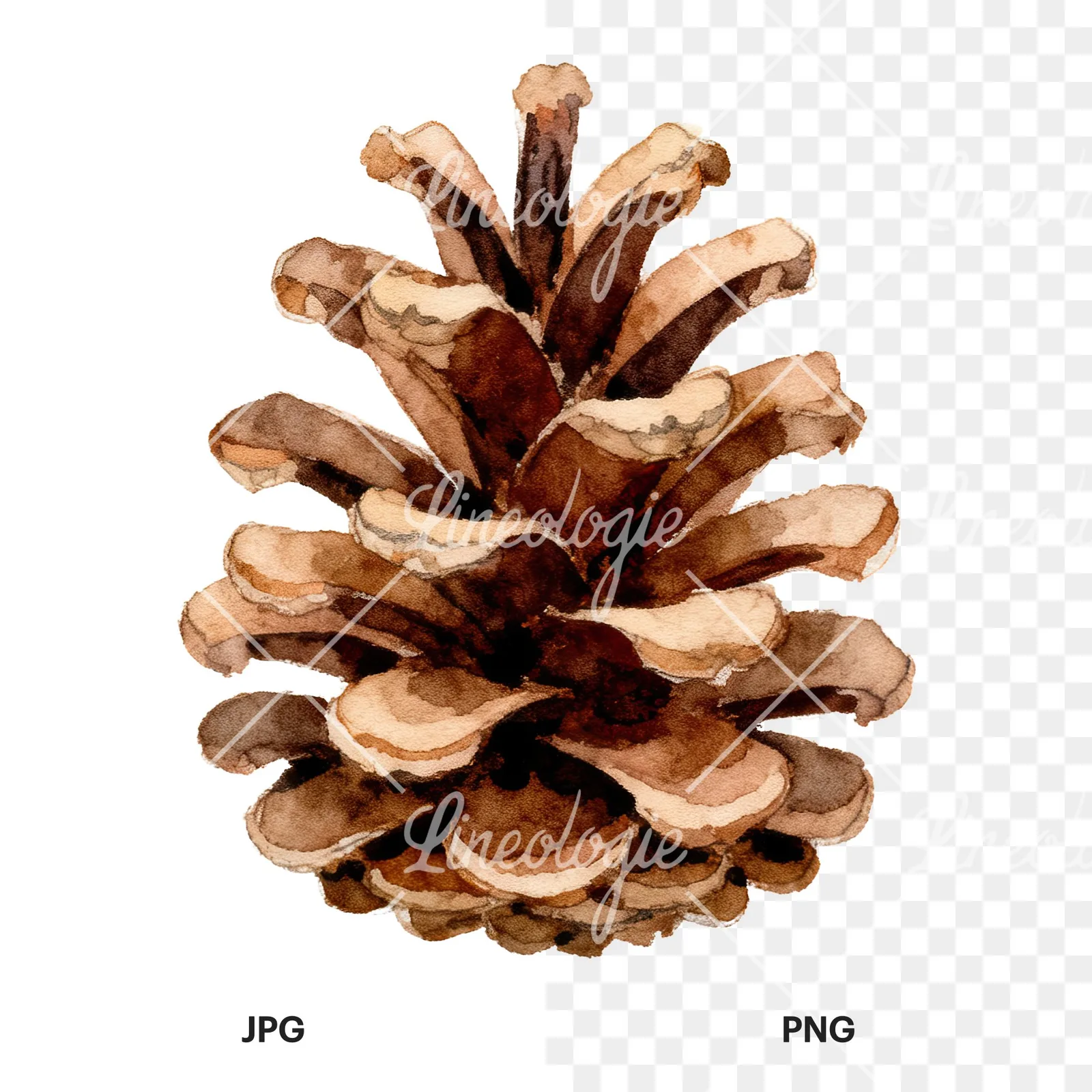 Watercolor brown pine cone clipart 3 of 9, as a JPG on white and a transparent PNG