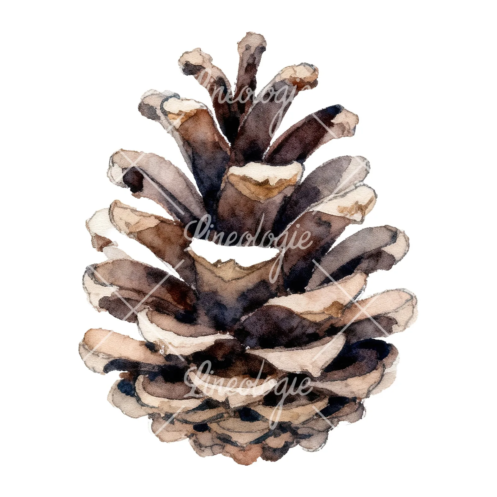 Watercolor brown pine cone clipart 4 of 9 on a white background (JPG)