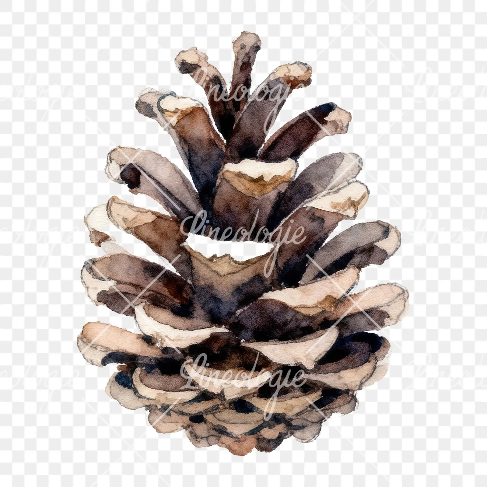 Watercolor brown pine cone clipart 4 of 9 on a transparent background (PNG)