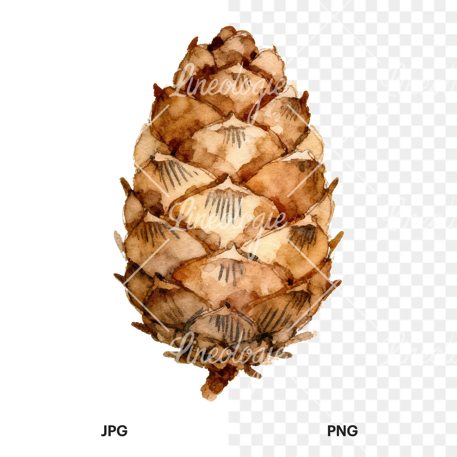 Watercolor brown pine cone clipart 5 of 9, as a JPG on white and a transparent PNG
